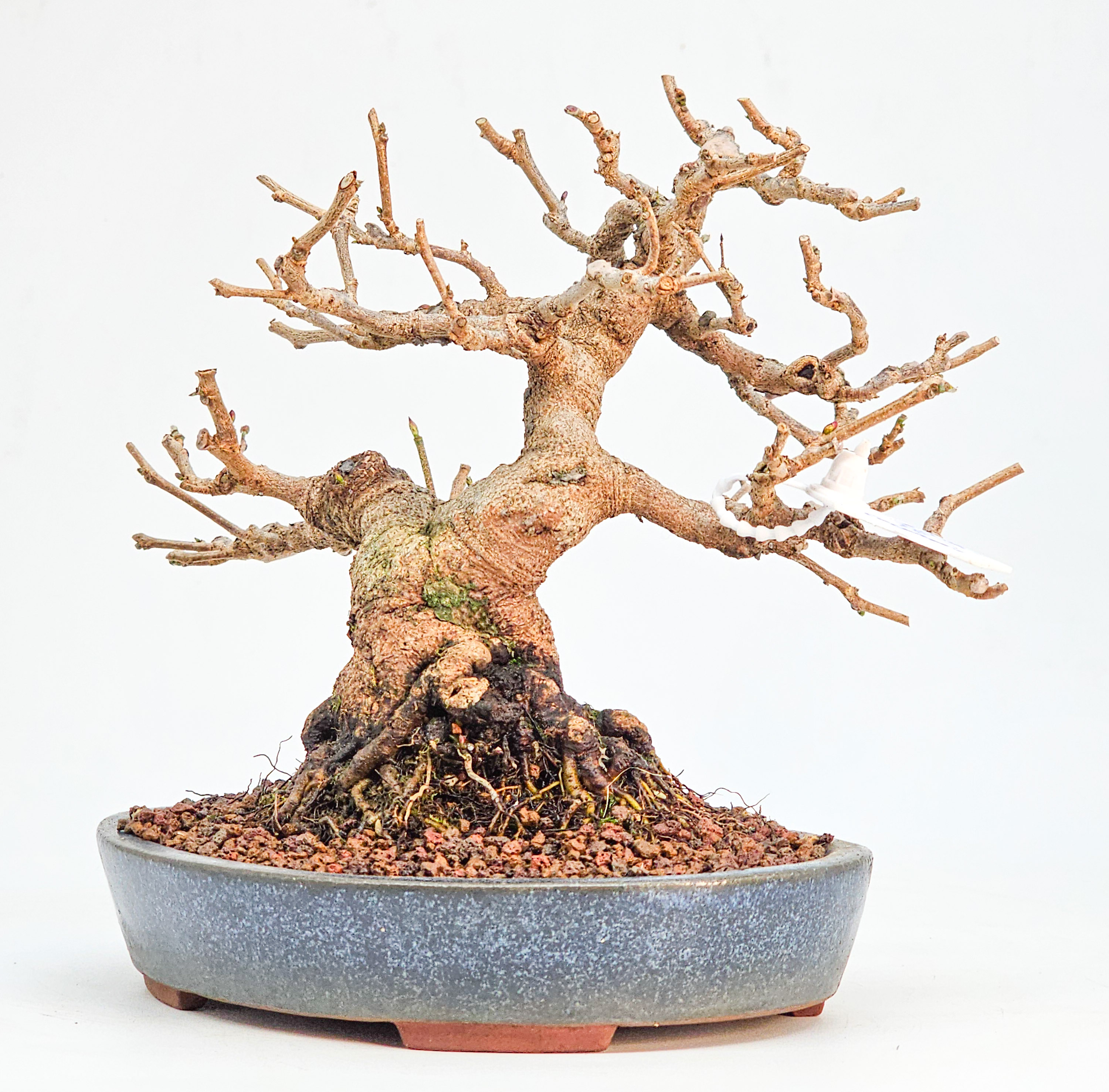 Bonsai Premium Scheinhasel - Corylopsis spicata Shohin 17cm