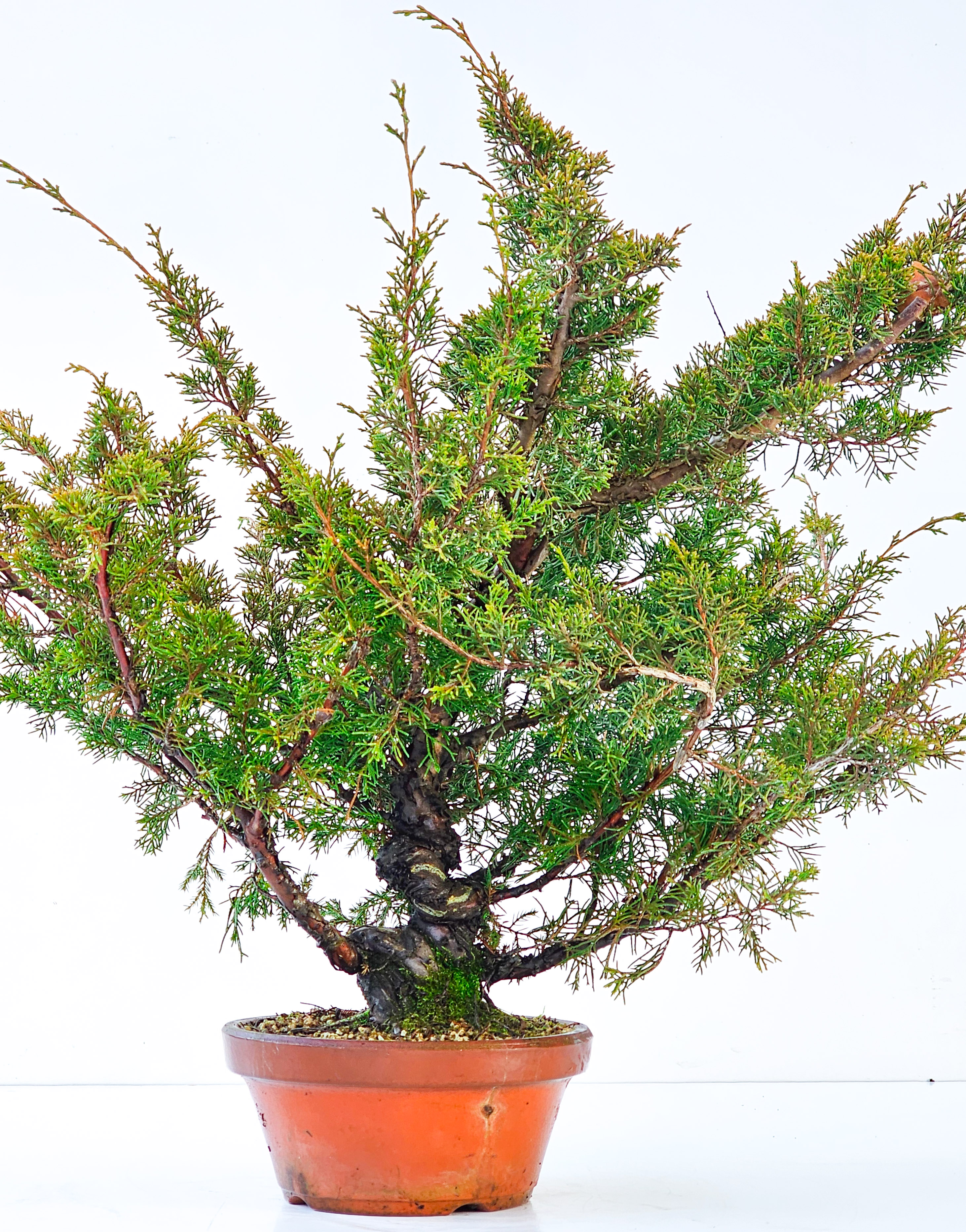 Bonsai Wacholder Juniperus chinensis shimpaku 41,5cm 