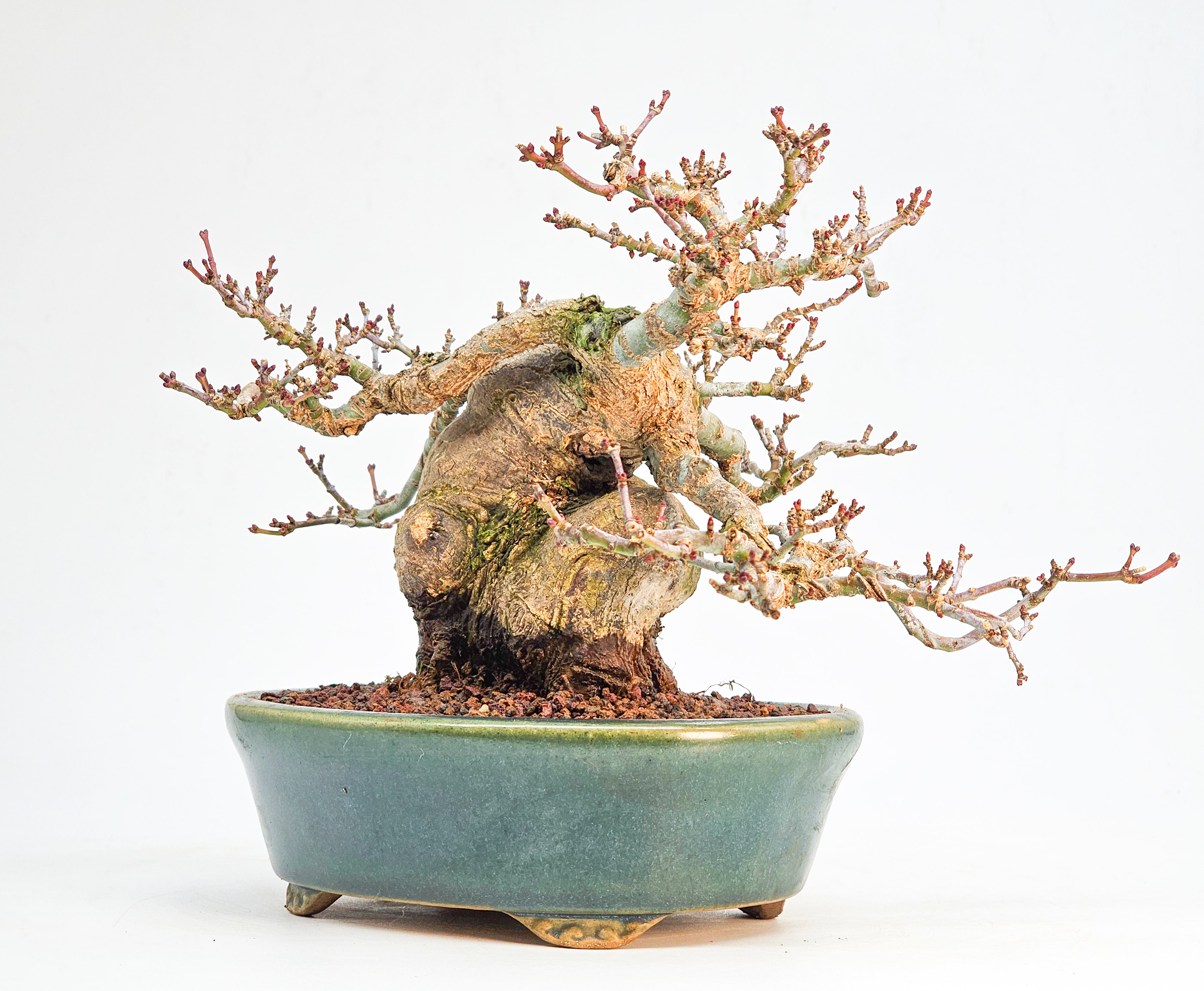 Bonsai Premium Löwenkopfahorn - Acer palmatum Shishigashira Shohin 14cm 