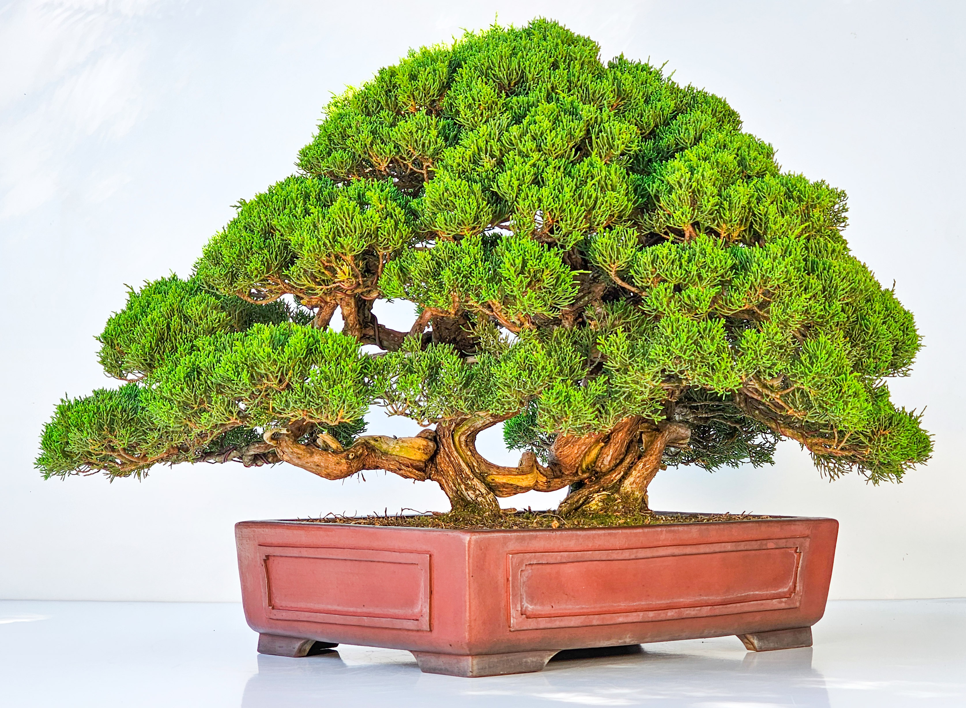 Bonsai Wacholder Juniperus chinensis shimpaku 39 cm Bonsai Wacholder Juniperus chinensis shimpaku 39 cm