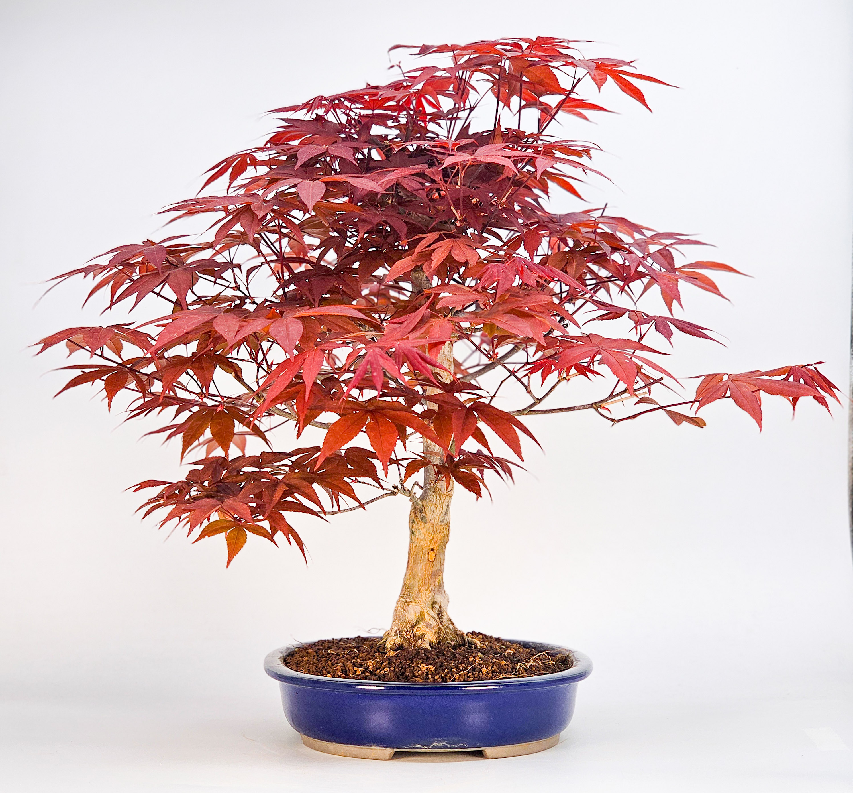 Bonsai Fächerahorn - Acer palmatum Atropurpureum 39cm Bonsai Fächerahorn - Acer palmatum Atropurpureum 39cm