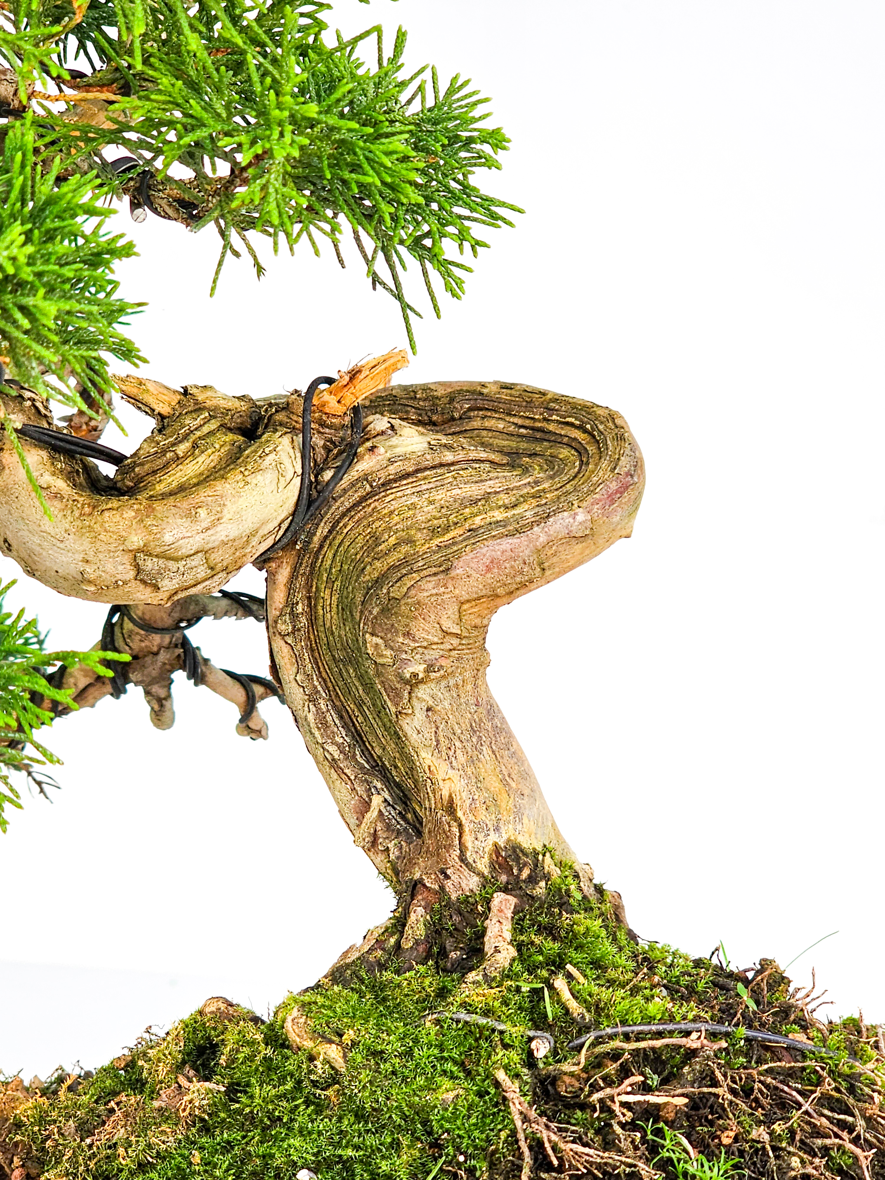 Bonsai Wacholder Juniperus chinensis 23cm