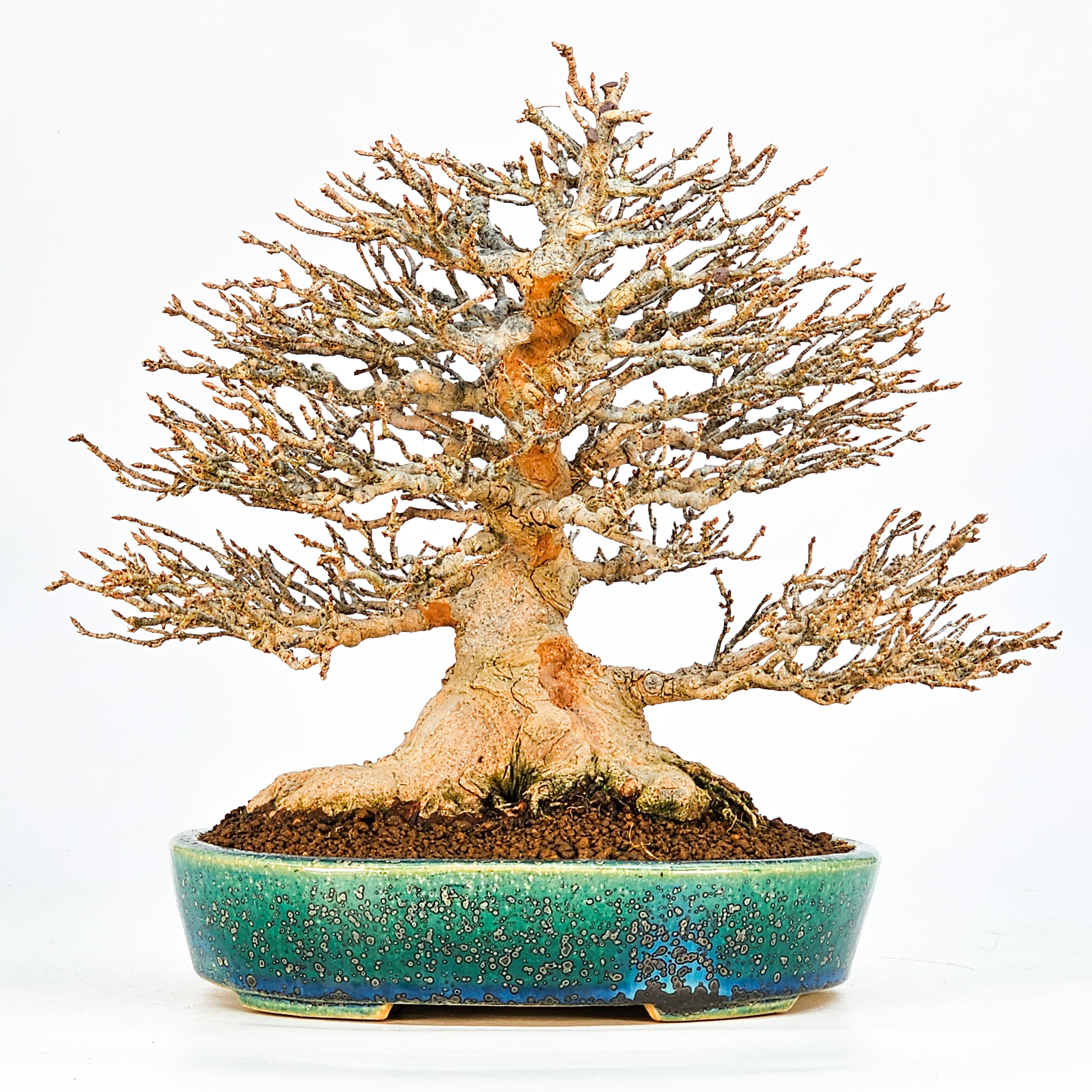 Bonsai Dreispitzahorn - Acer buergerianum 21cm