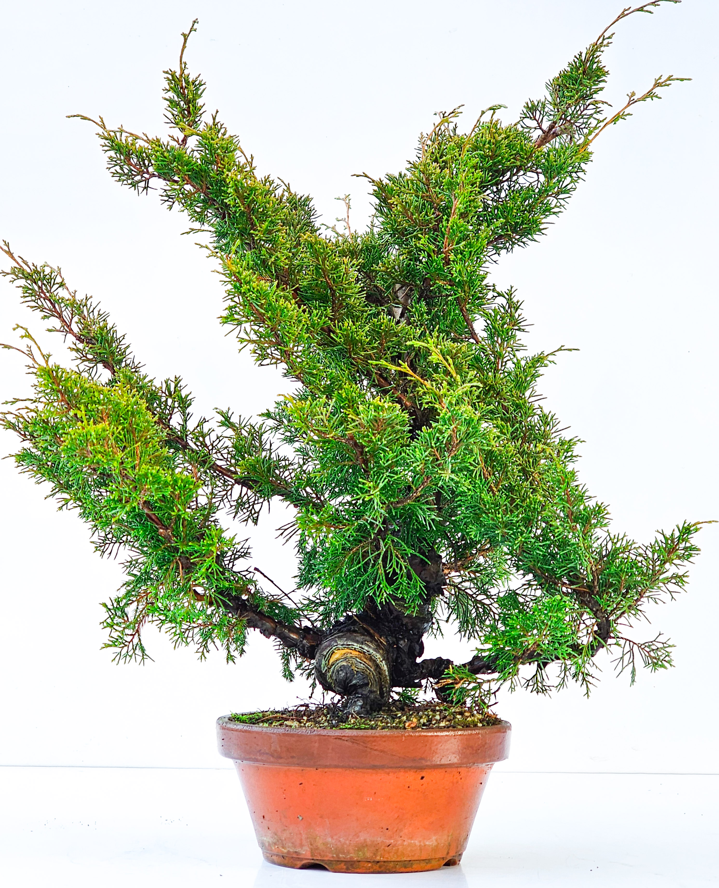 Bonsai Wacholder Juniperus chinensis shimpaku 43cm