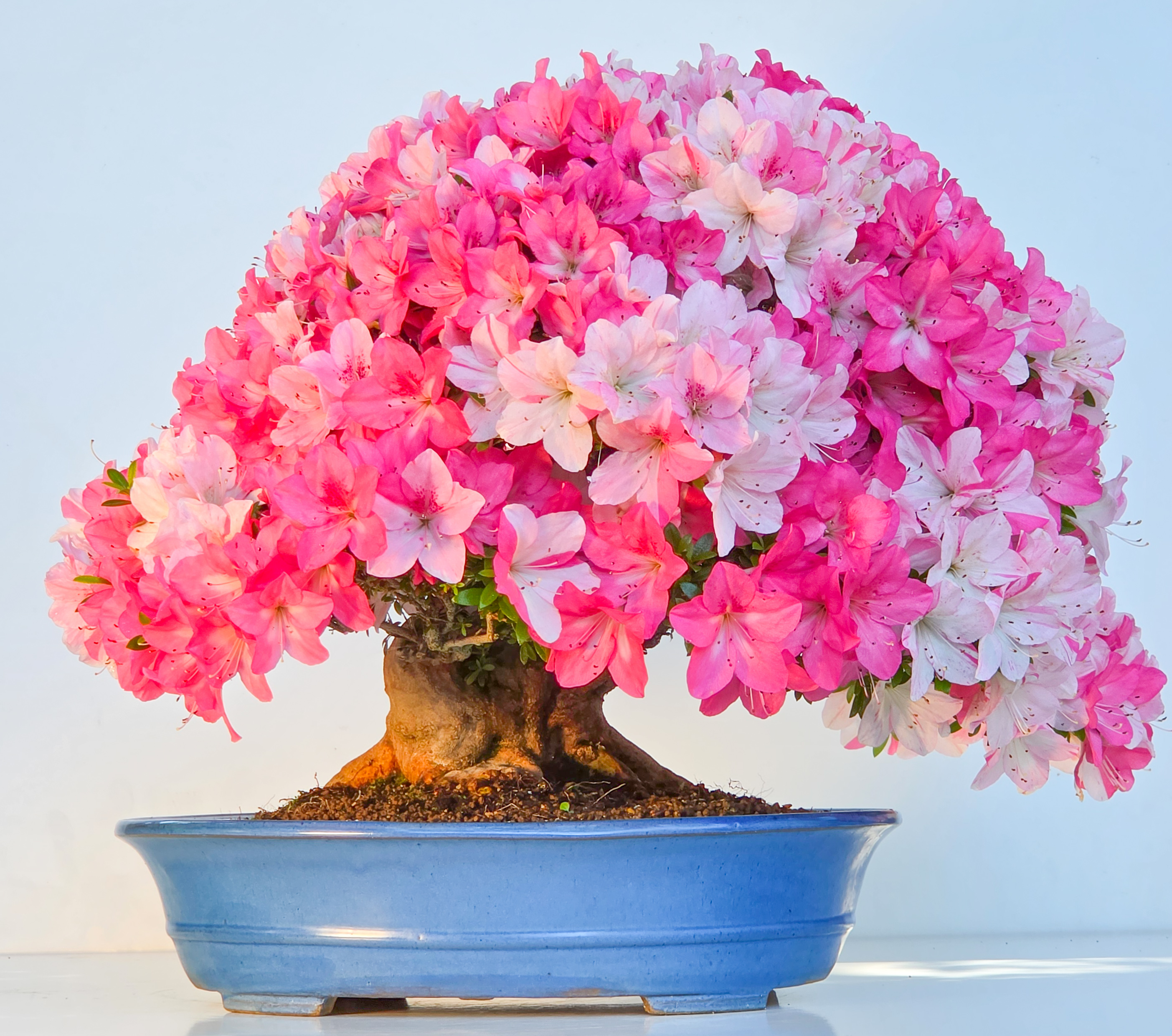 Bonsai Premium Azalee -  Rhododendron indicum Jyukou 40cm Video!!