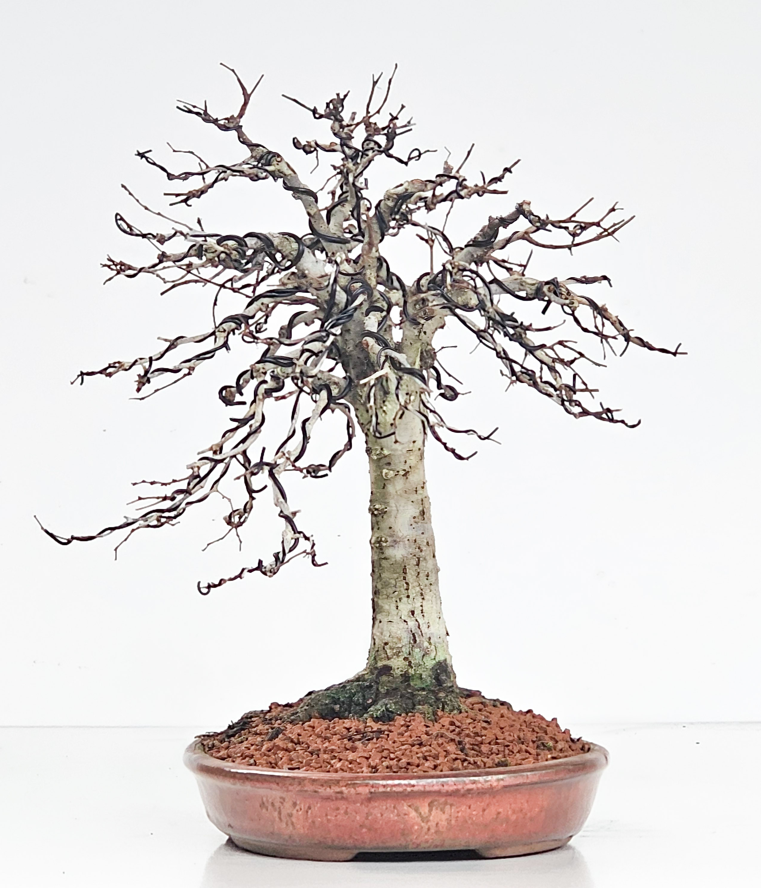 Bonsai Zelkova serrata 26cm - Video! Bonsai Zelkova serrata 26cm - Video!