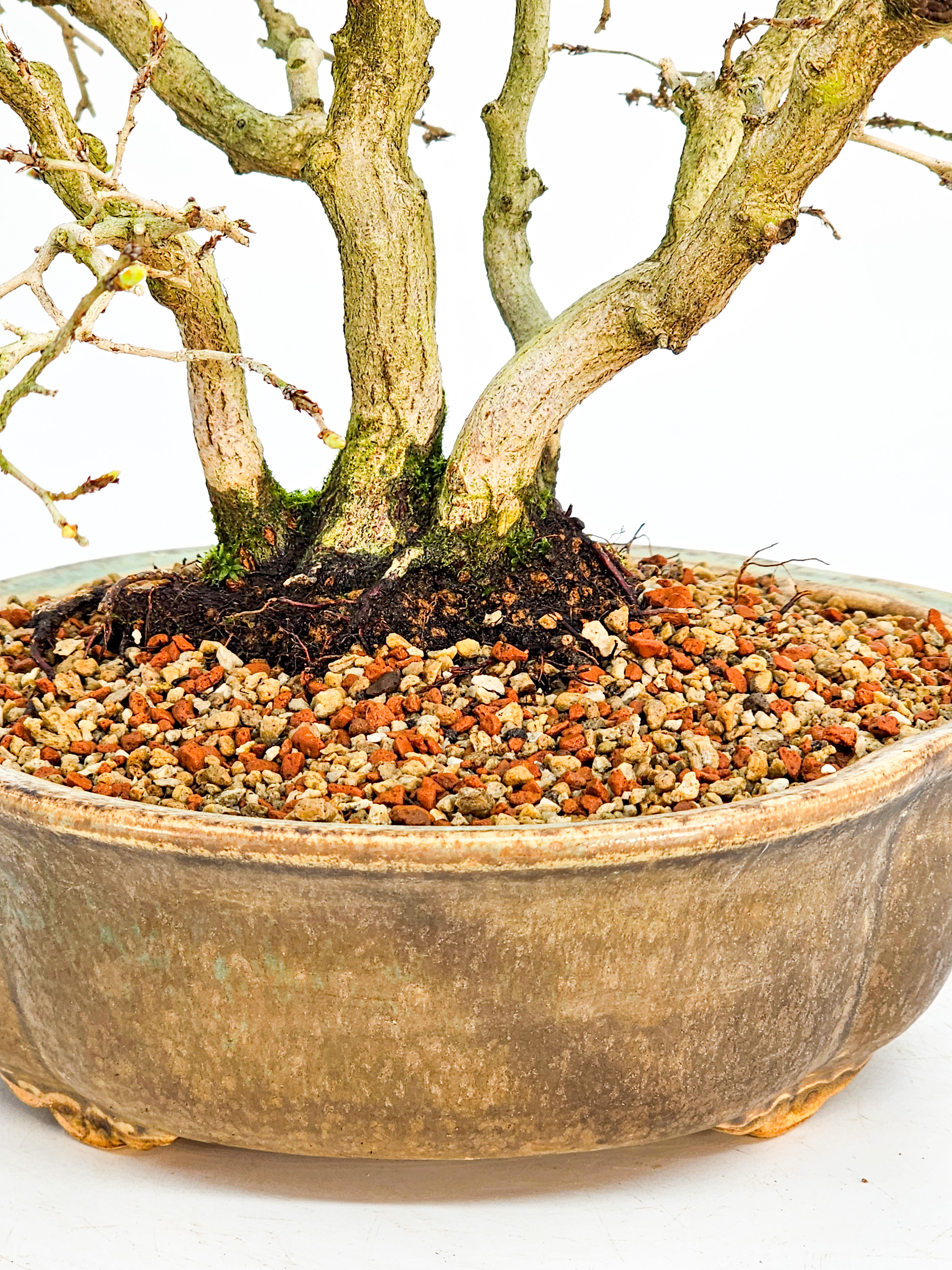 Bonsai Koreanische Hainbuche Carpinus coreana 26cm