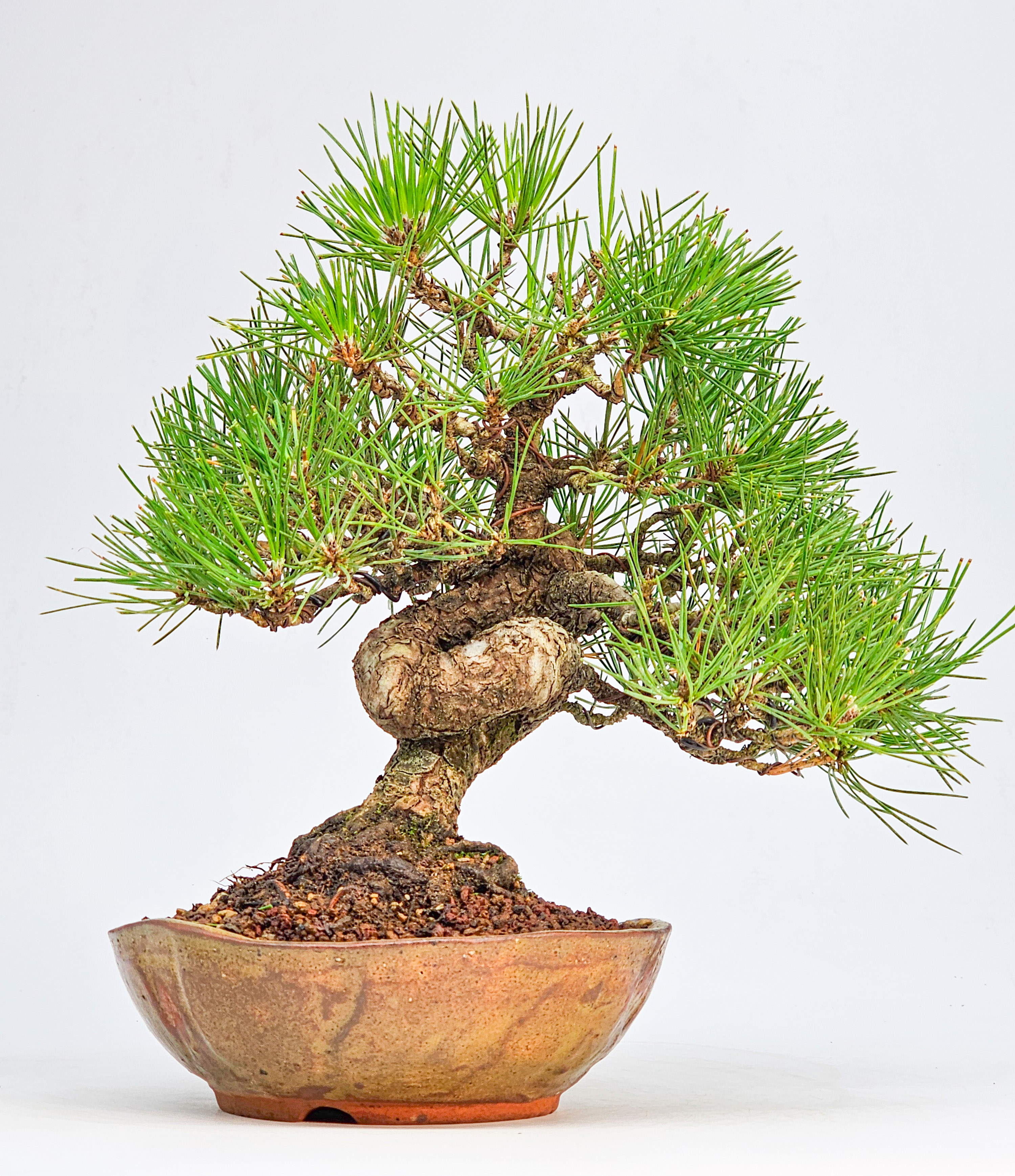 Bonsai Schwarzkiefer - Pinus thunbergii Shohin 21cm