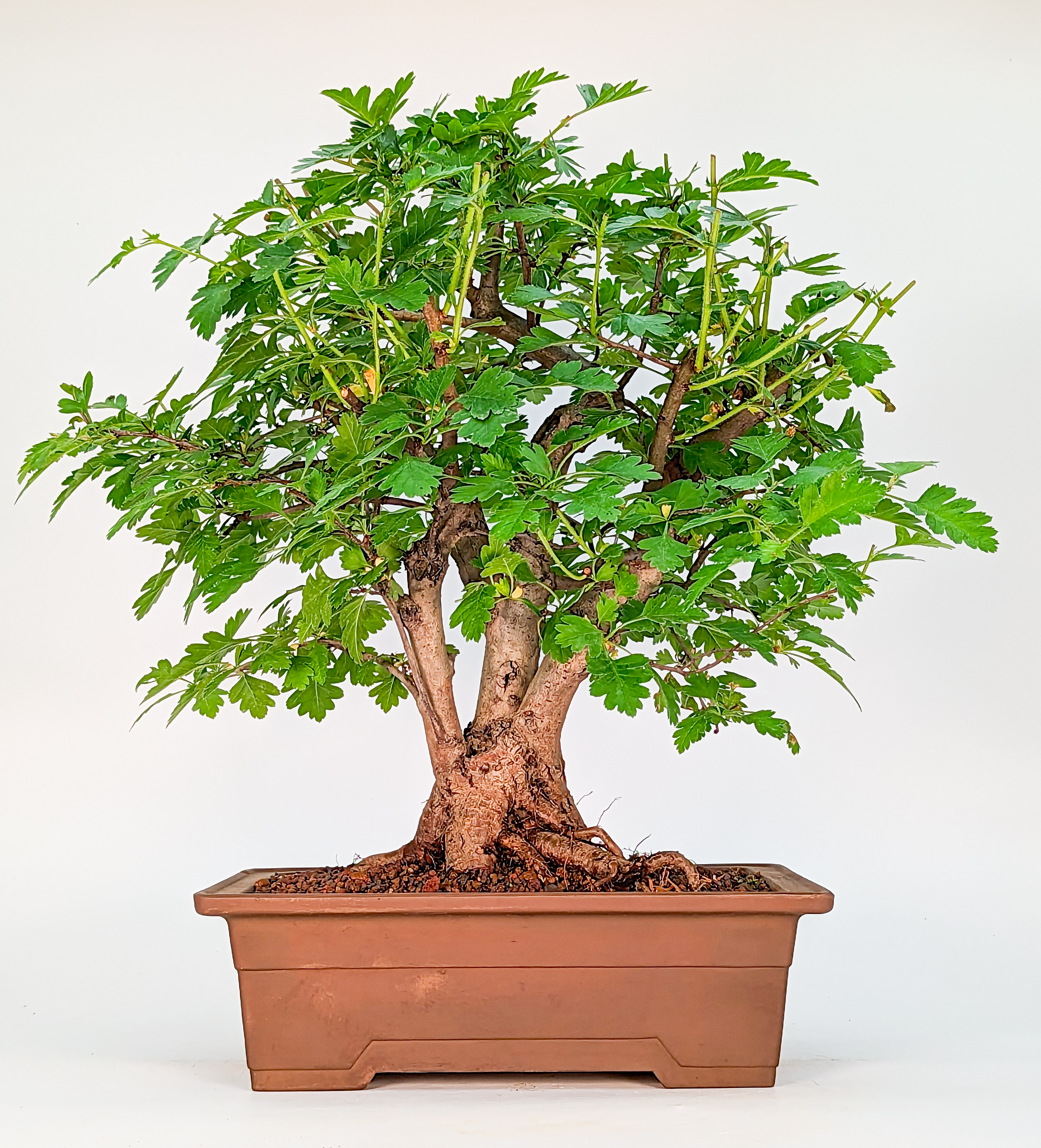 Bonsai Zweigrifflige Weißdorn - Crataegus laevigata 31cm