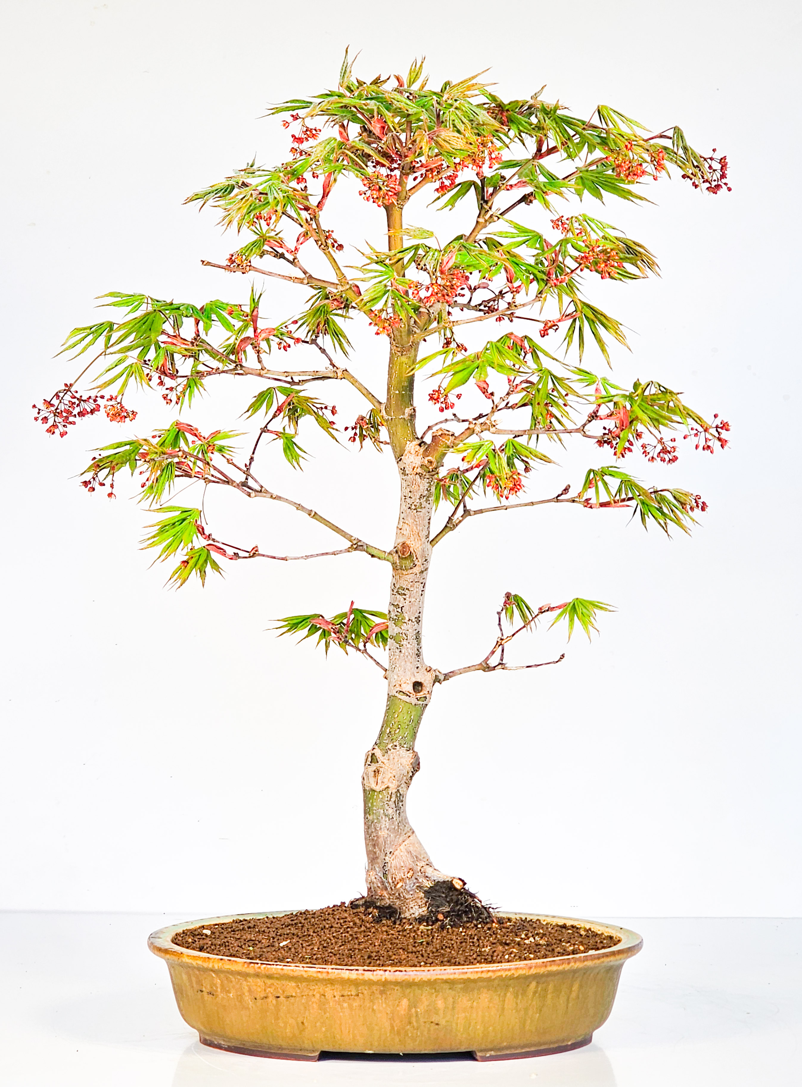 Bonsai Fächerahorn - Acer palmatum Osakazuki 48cm  