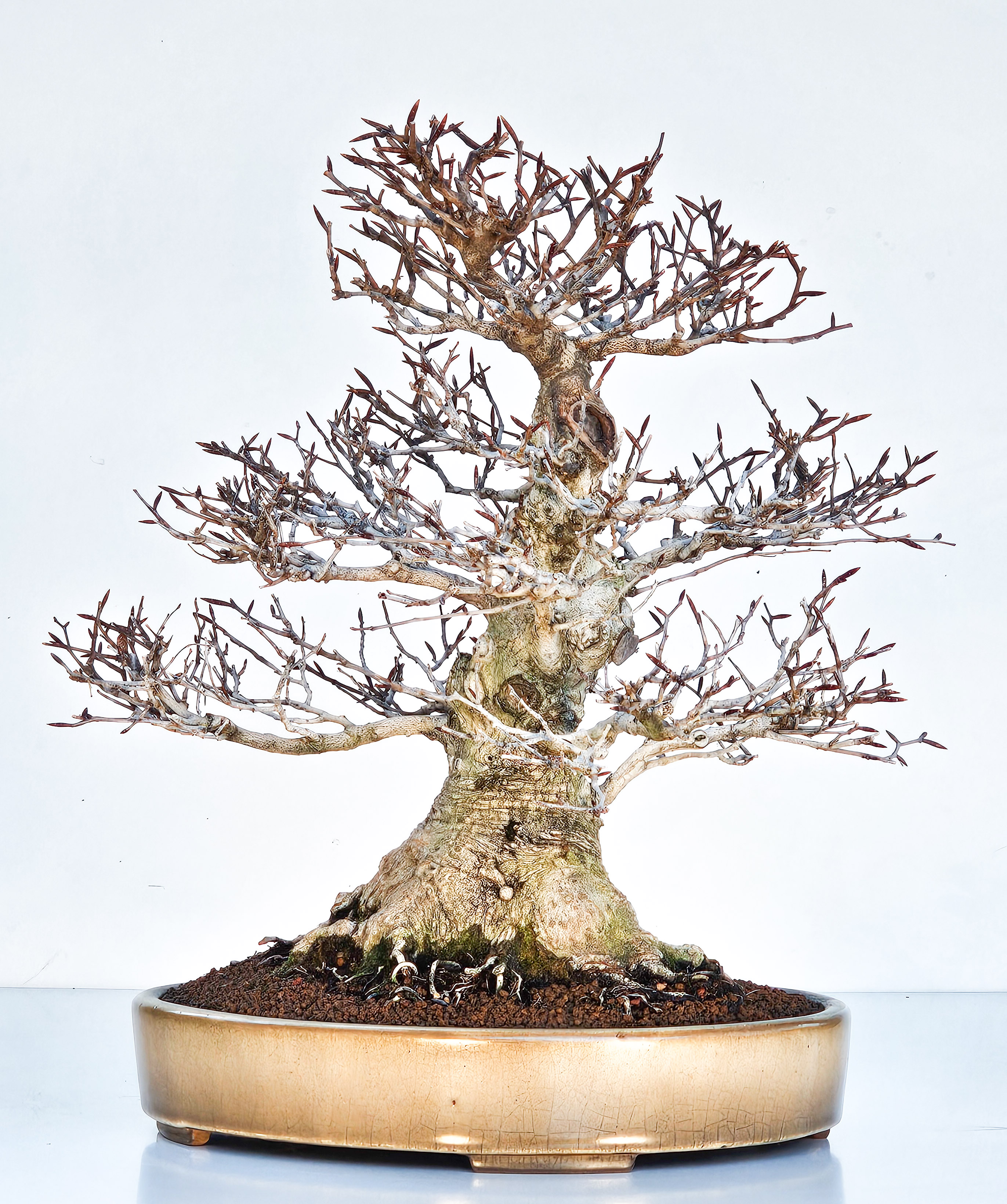 Bonsai Premium Kerbbuche Fagus Crenata - Yorozu-en 33cm