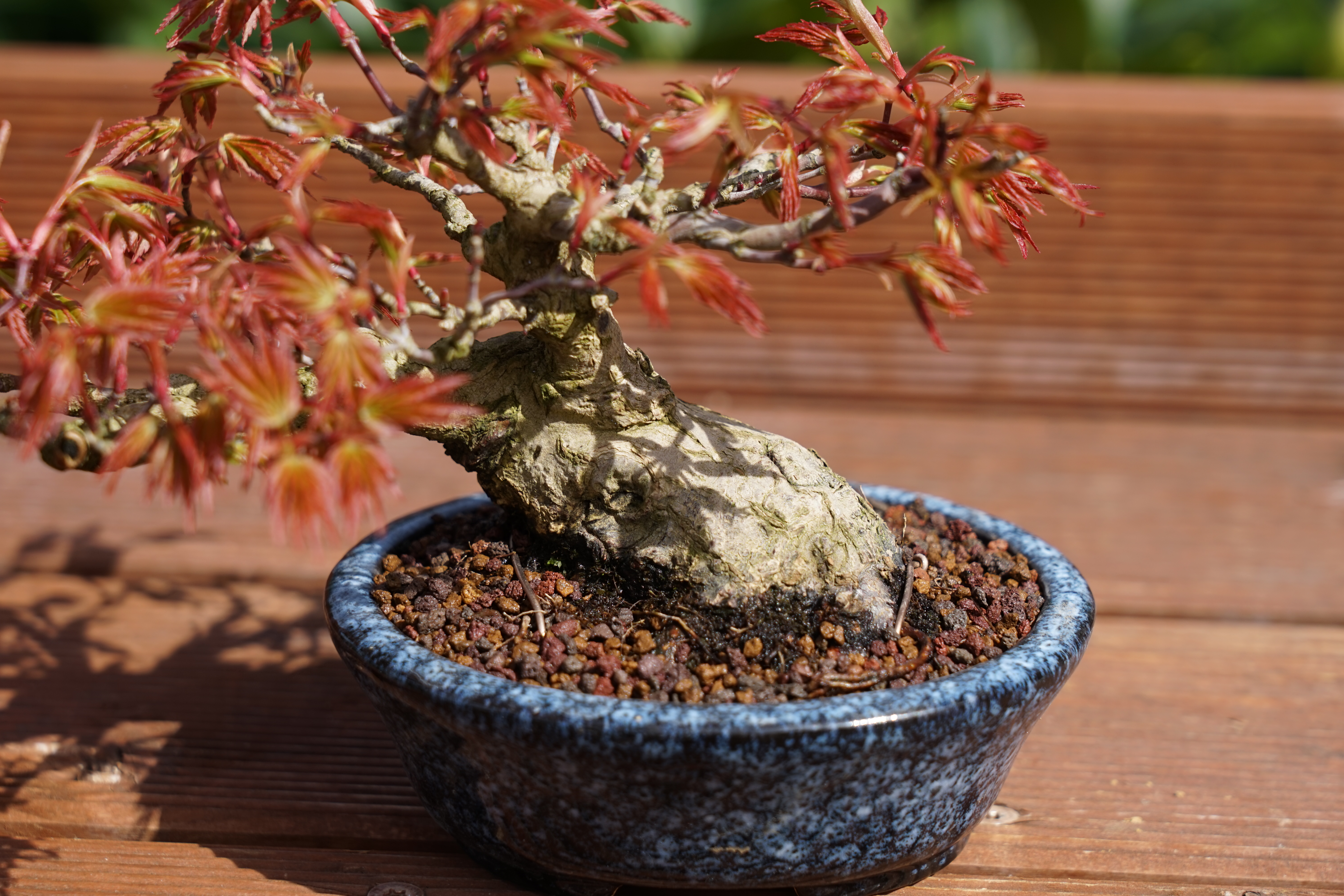 Bonsai Fächerahorn Acer Palmatum Yamamomiji 9 cm  