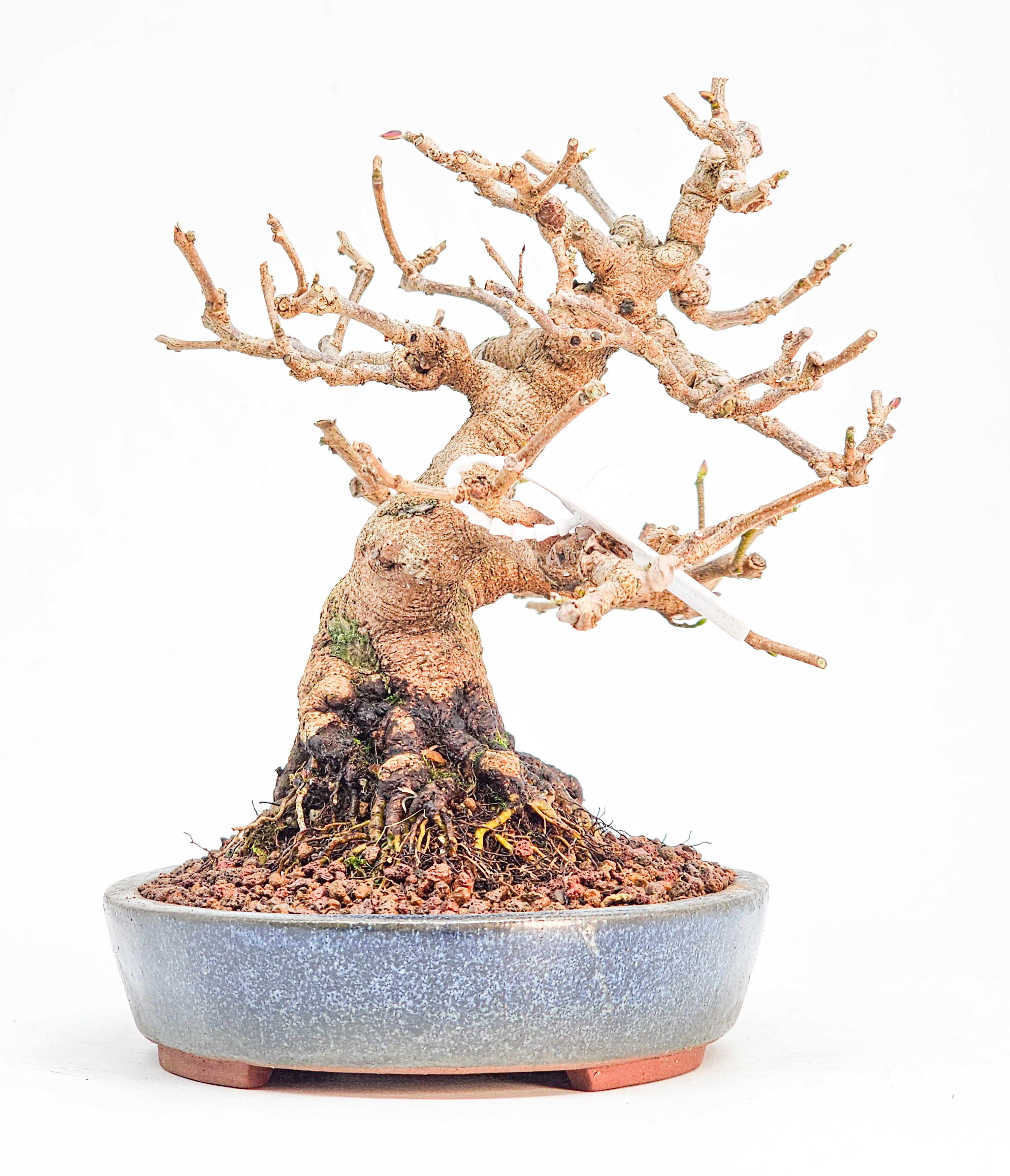 Bonsai Premium Scheinhasel - Corylopsis spicata Shohin 17cm