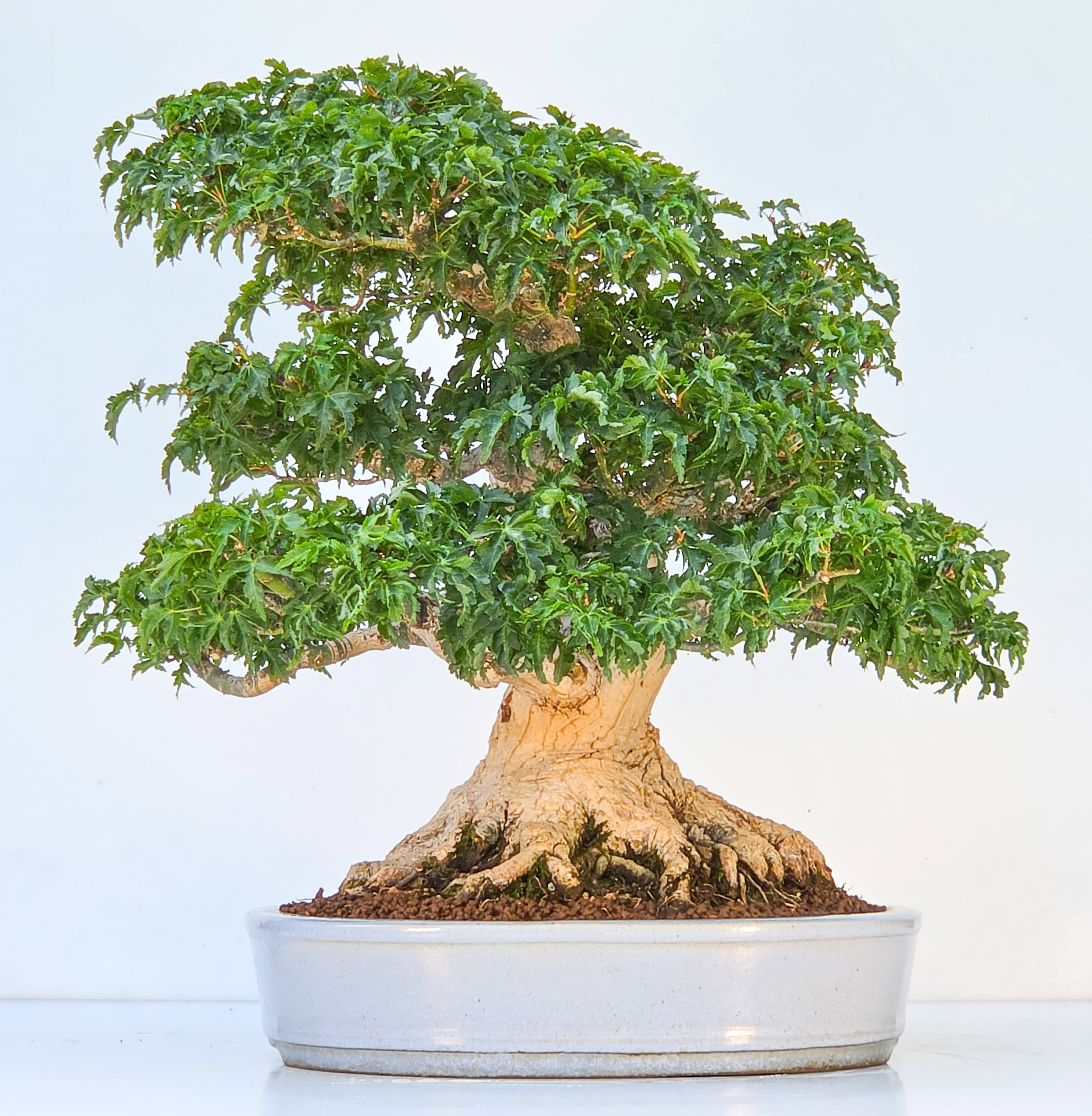 Bonsai Premium Löwenkopfahorn- Acer palmatum Shishigashira 40cm Video!!
