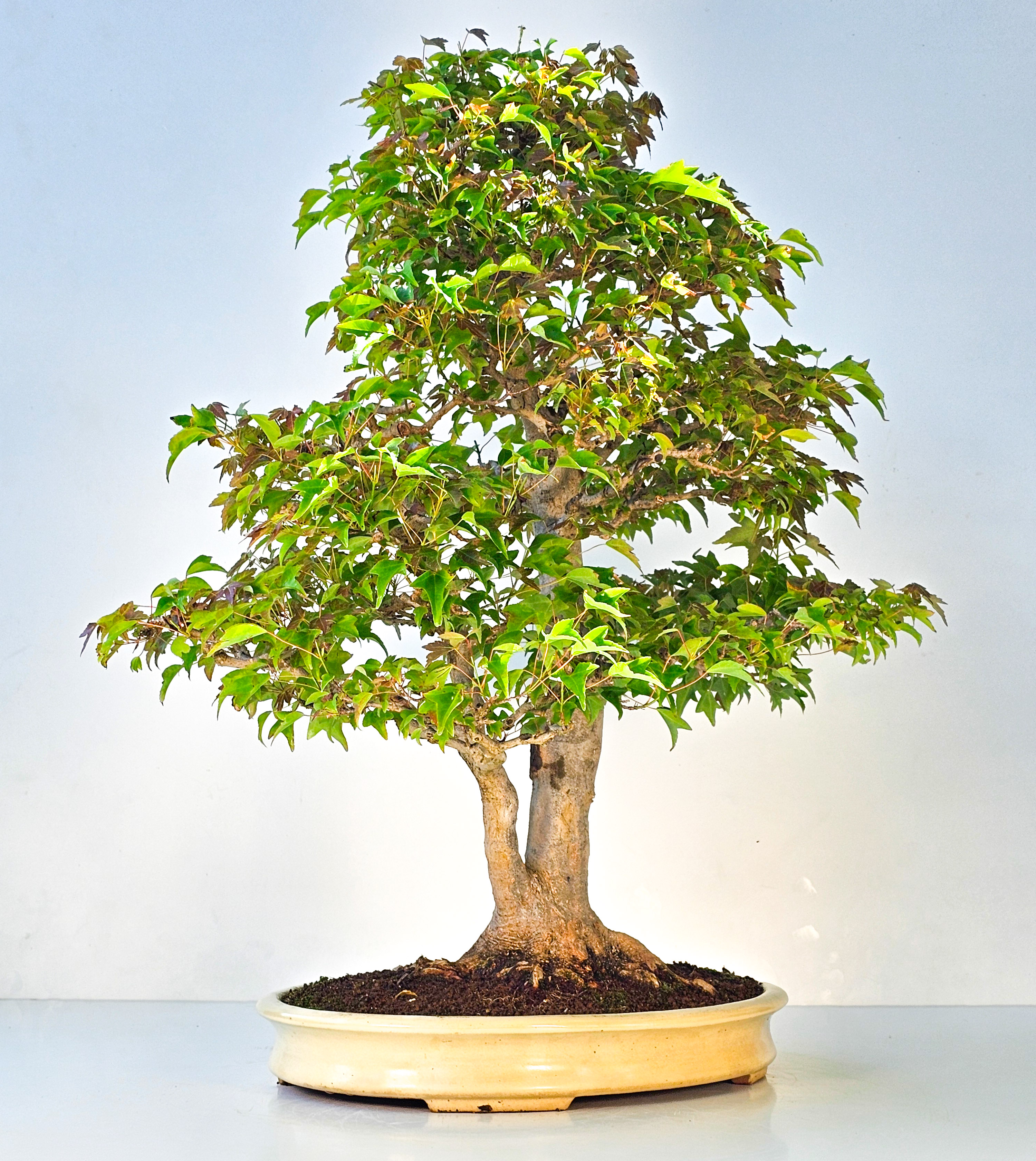 Bonsai Dreispitzahorn - Acer buergerianum 62cm
