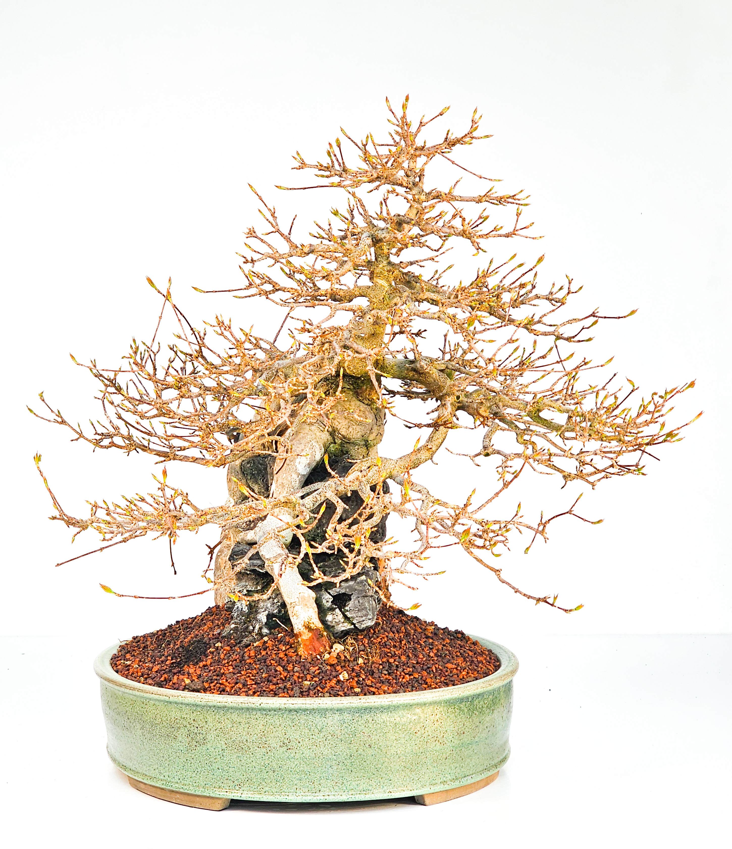 Bonsai Dreispitzahorn  - Acer buergerianum Ishizuki 37cm