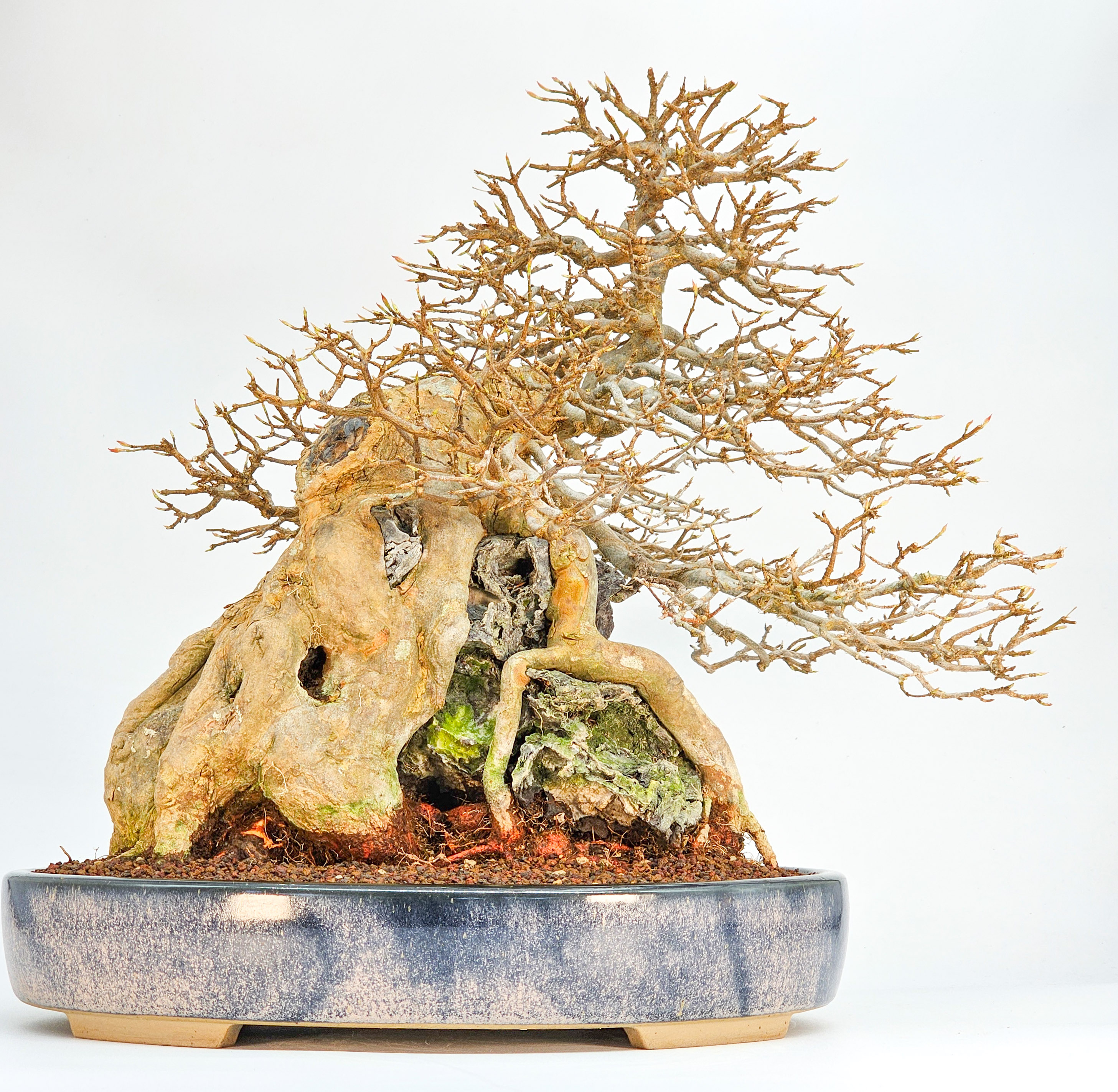 Bonsai Dreispitzahorn  - Acer buergerianum Ishizuki 37cm