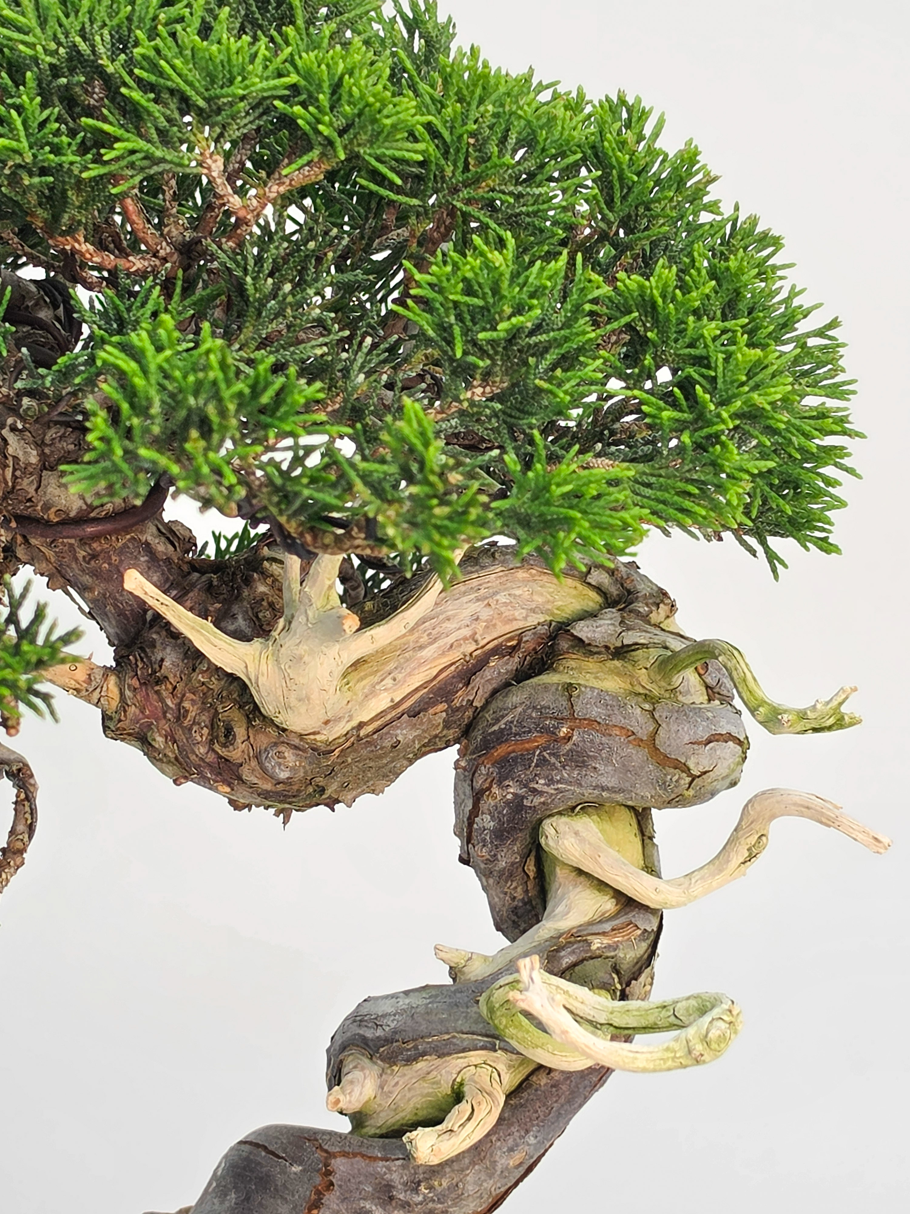 Bonsai Wacholder - Juniperus chinensis Shohin 21cm