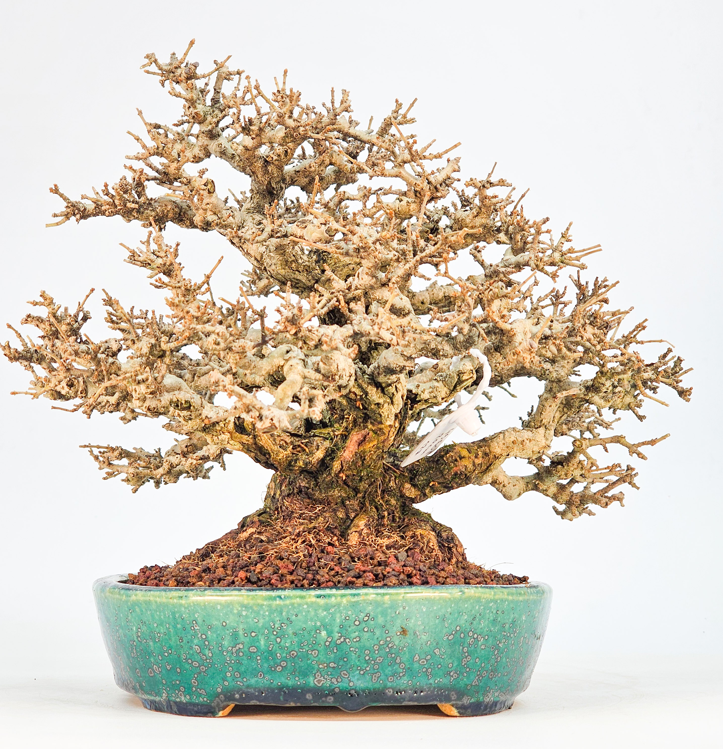 Bonsai Premium Japanischer Liguster - Ligustrum japonicum Shohin 20cm