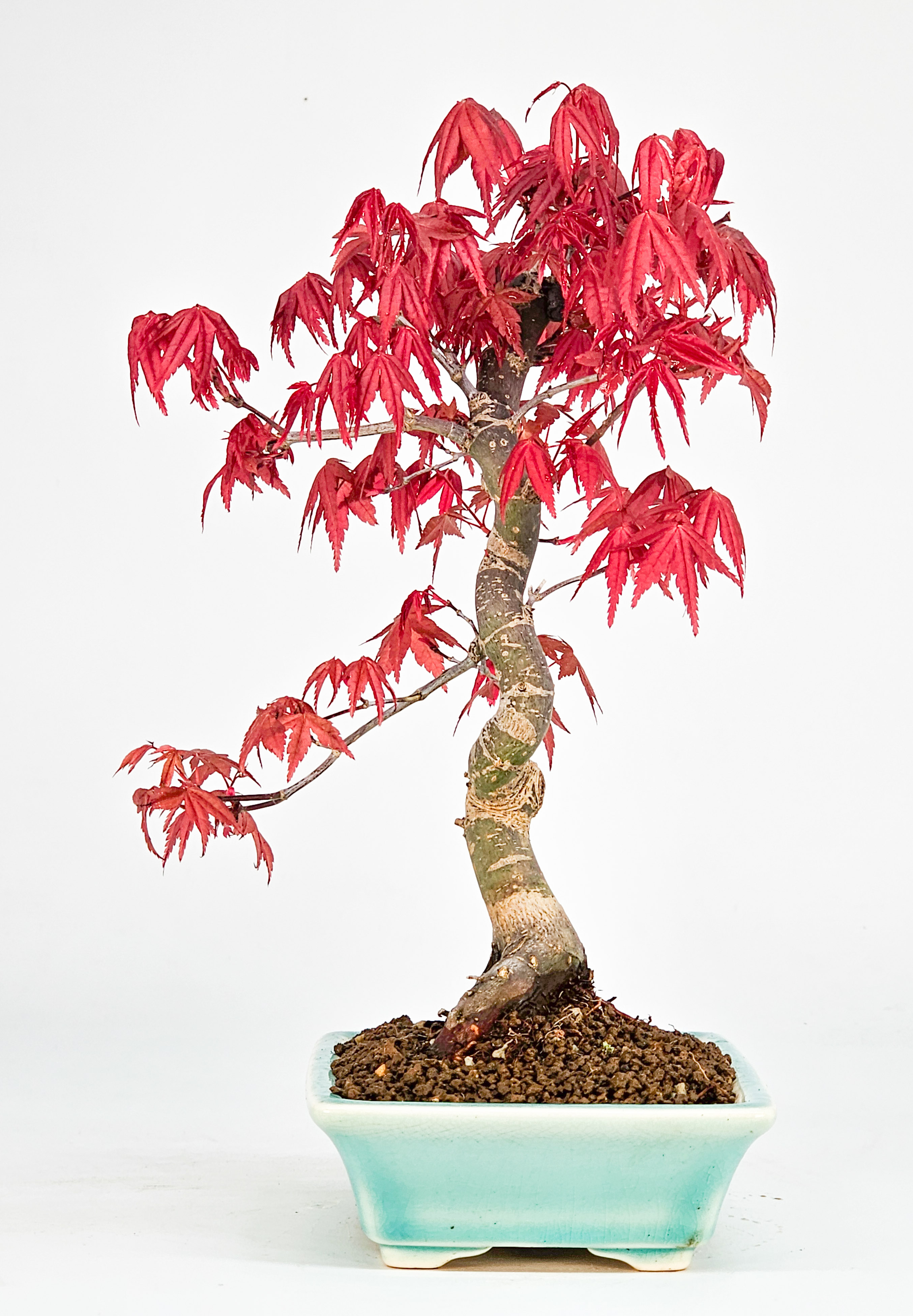 Bonsai Fächerahorn Acer palmatum Deshojo Shohin 21cm  