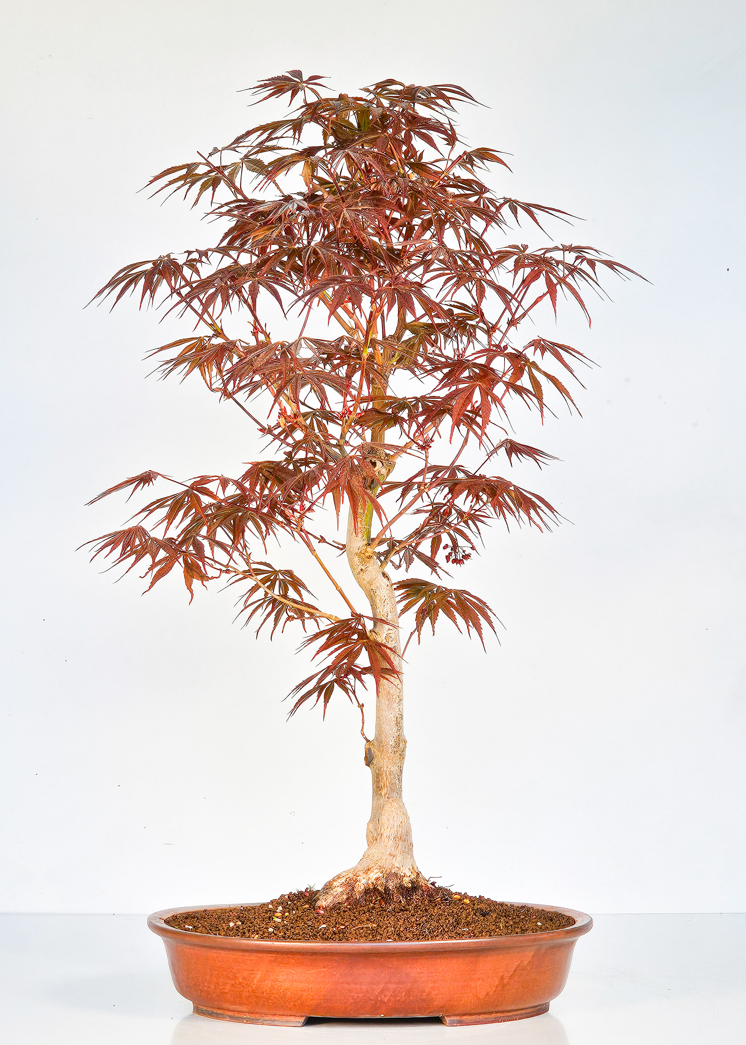 Bonsai Fächerahorn - Acer palmatum Tsuma beni 52cm  