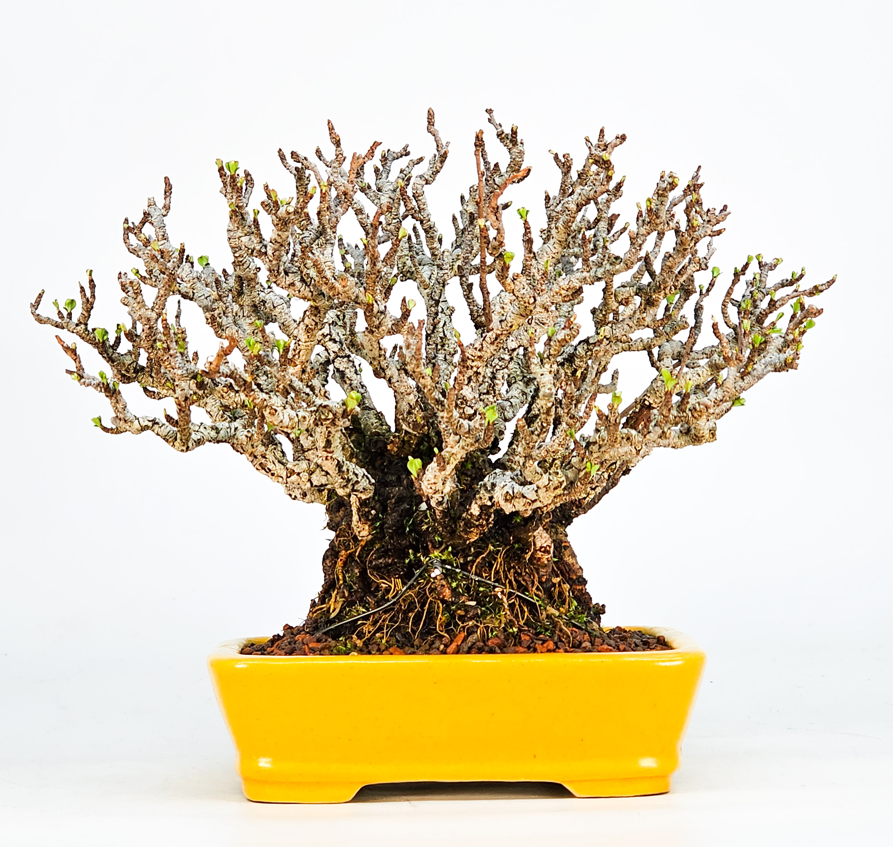 Bonsai Zierquitte - Chaenomeles - Chojubai Shohin 14cm Video!!