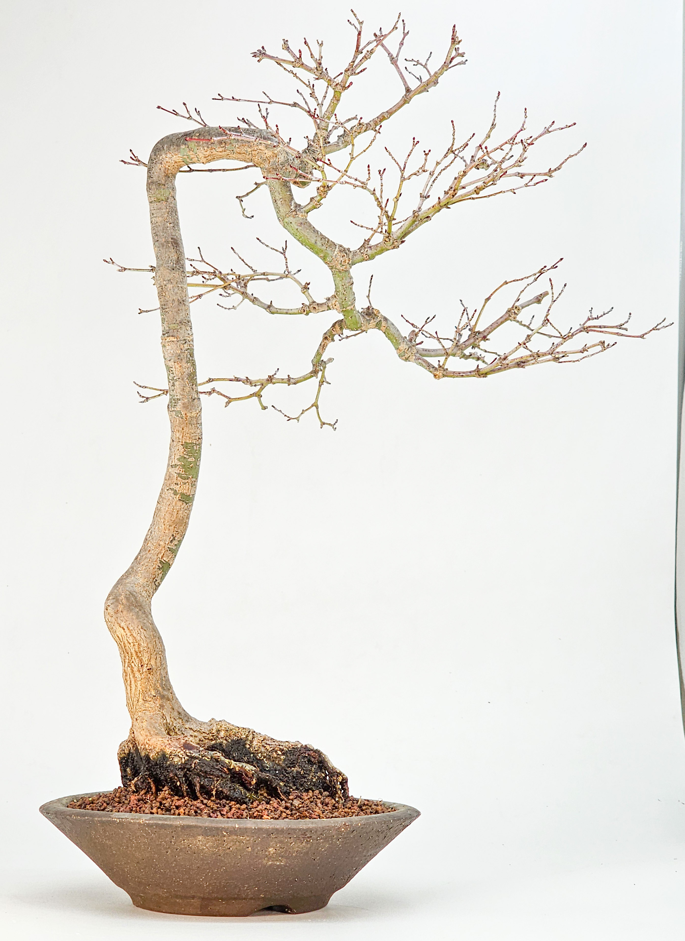 Bonsai Fächerahorn - Acer palmatum dissectum shidare 39cm