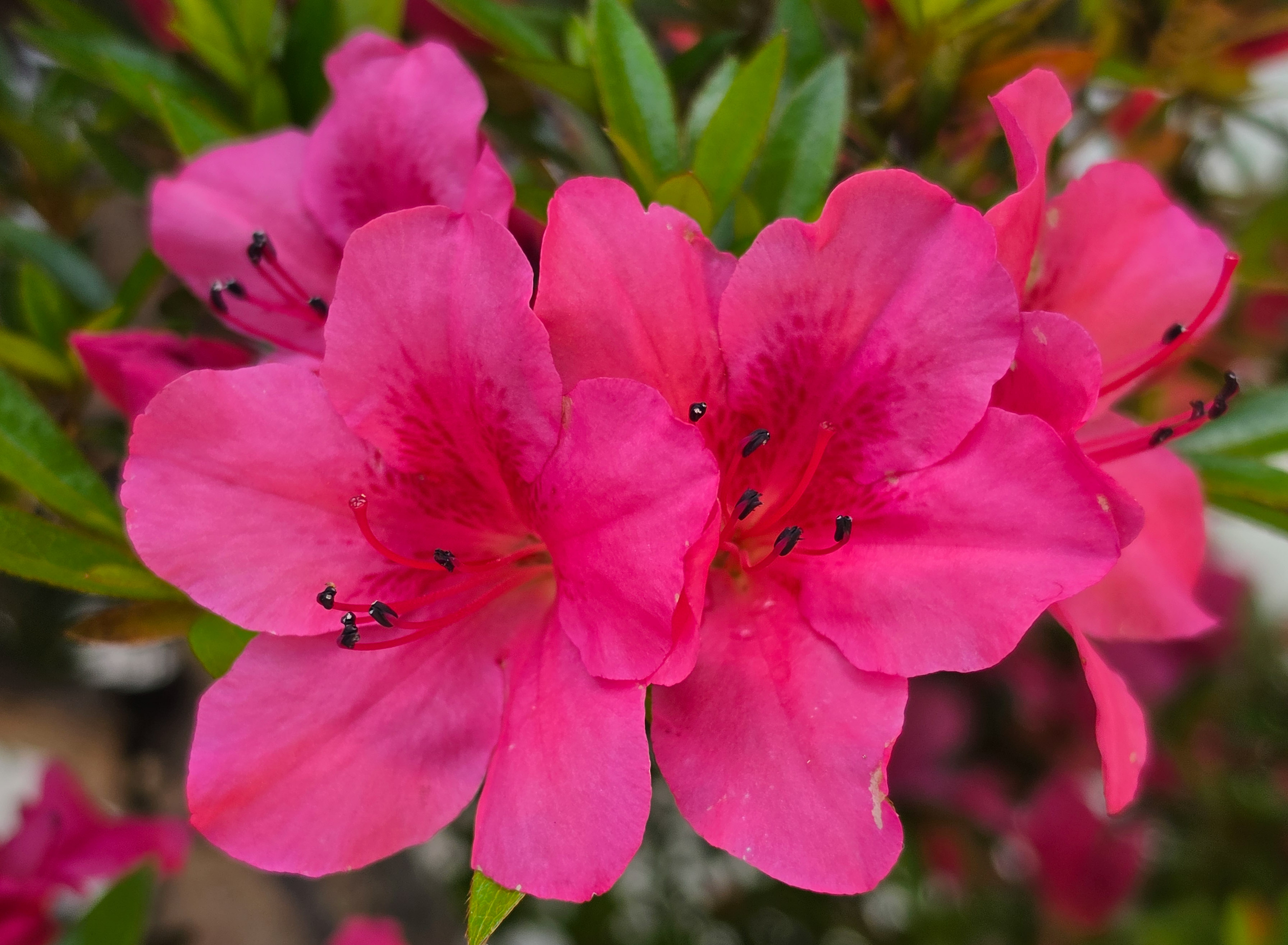 Bonsai Azalee -  Rhododendron indicum 60cm