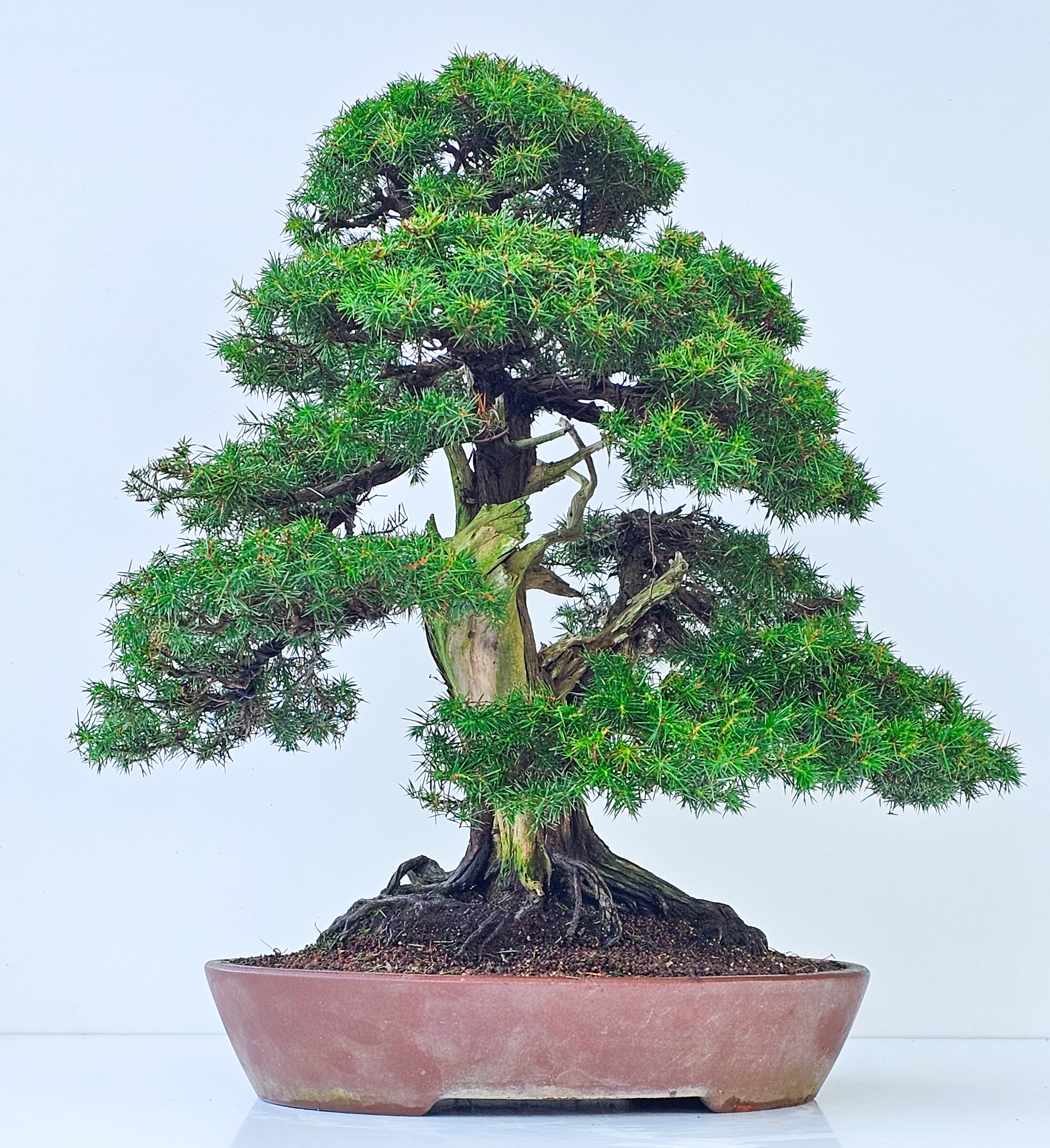 Bonsai Igelwacholder - Juniperus Rigida 67cm  