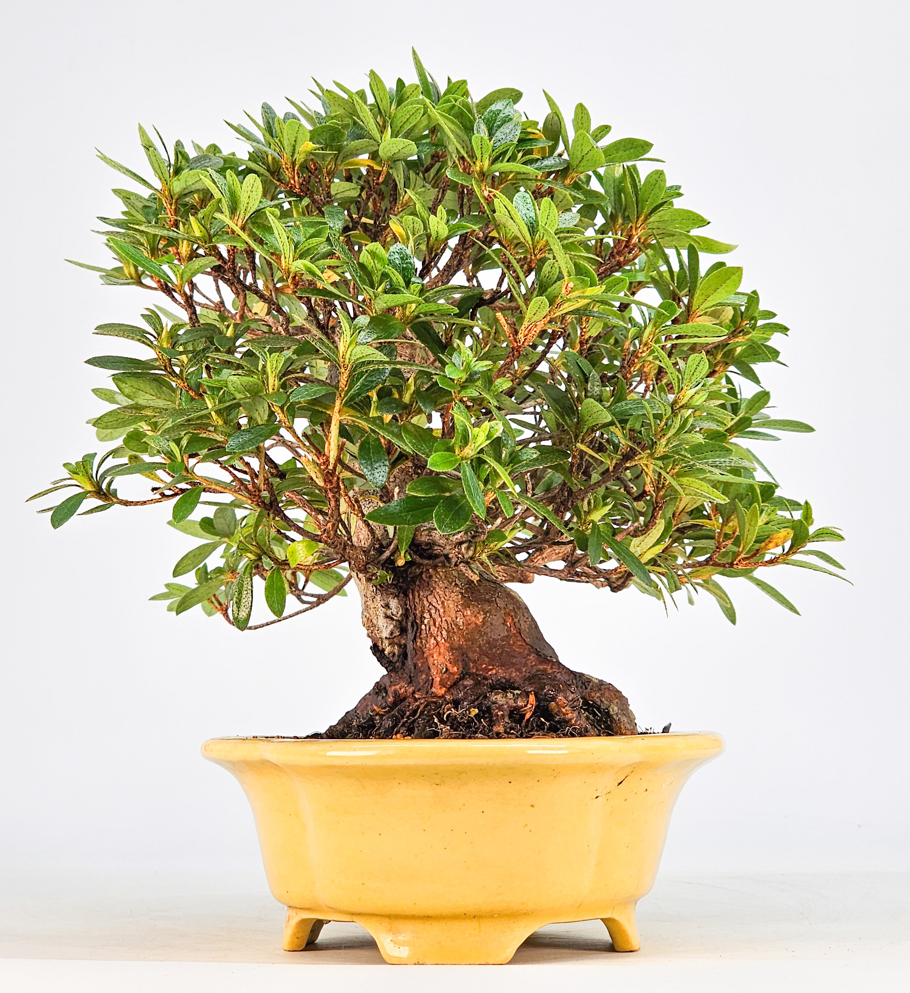 Bonsai Azalee - Rhododendron indicum - Shugestu Shohin 18cm