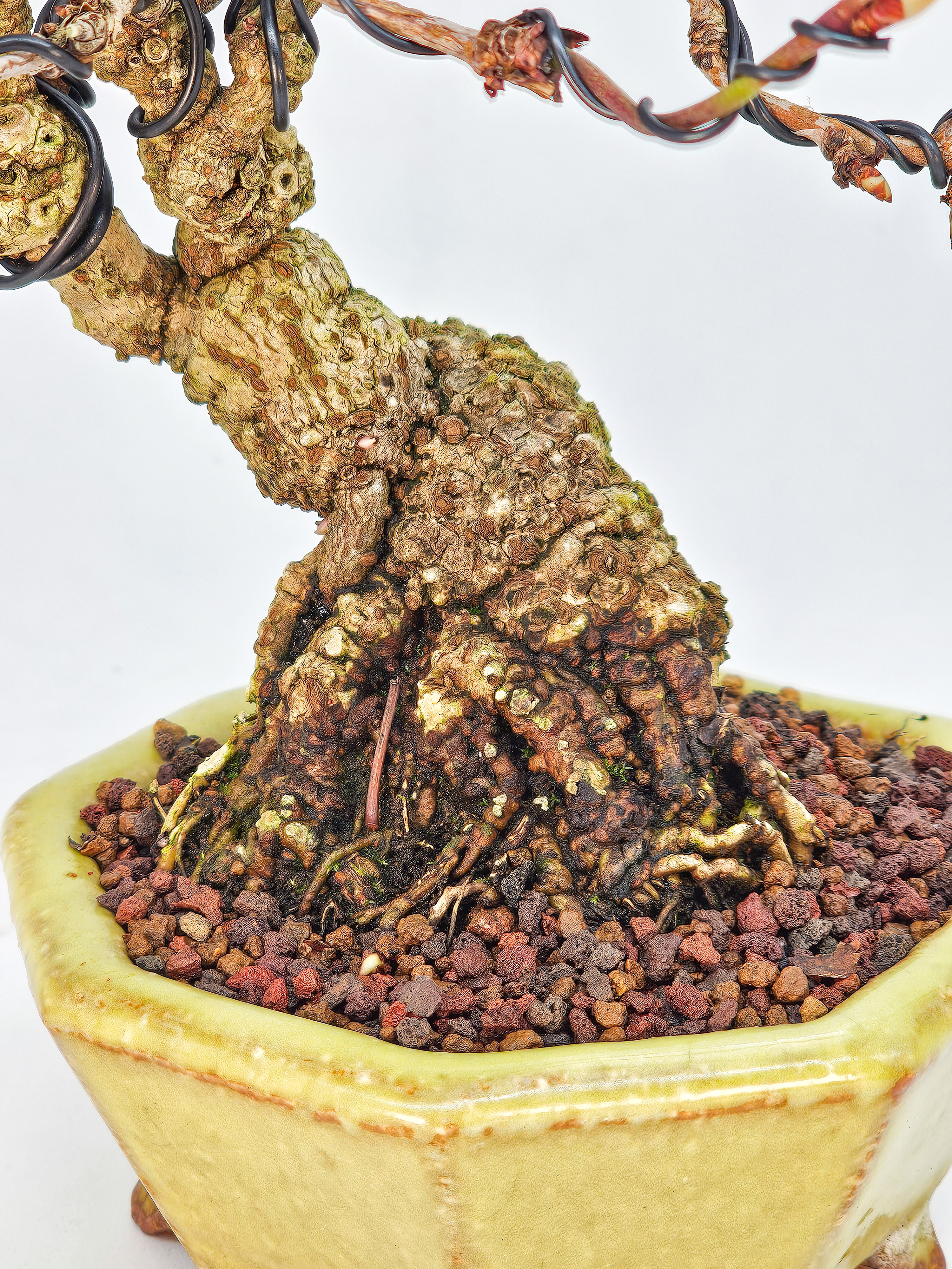 Bonsai Akebia quinata Shohin 20cm