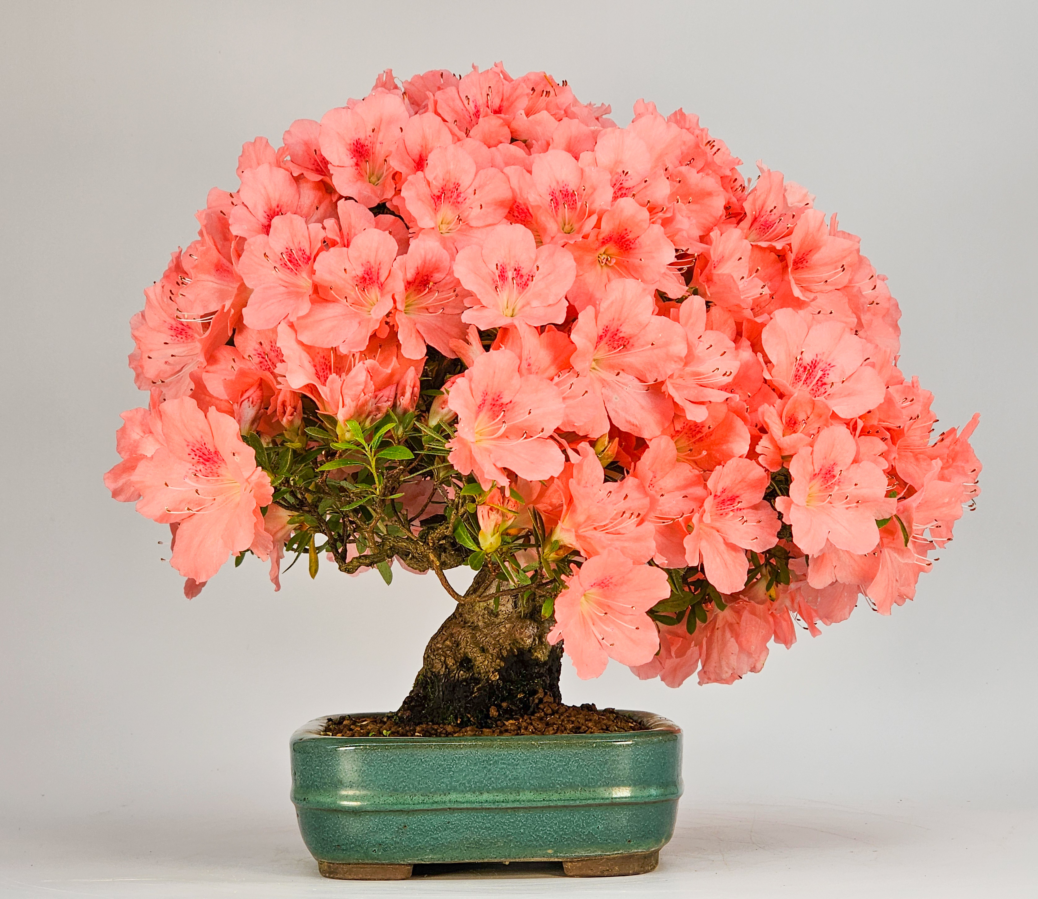 Bonsai Azalee - Rhododendron indicum - Wakaebisu 27cm Video!!