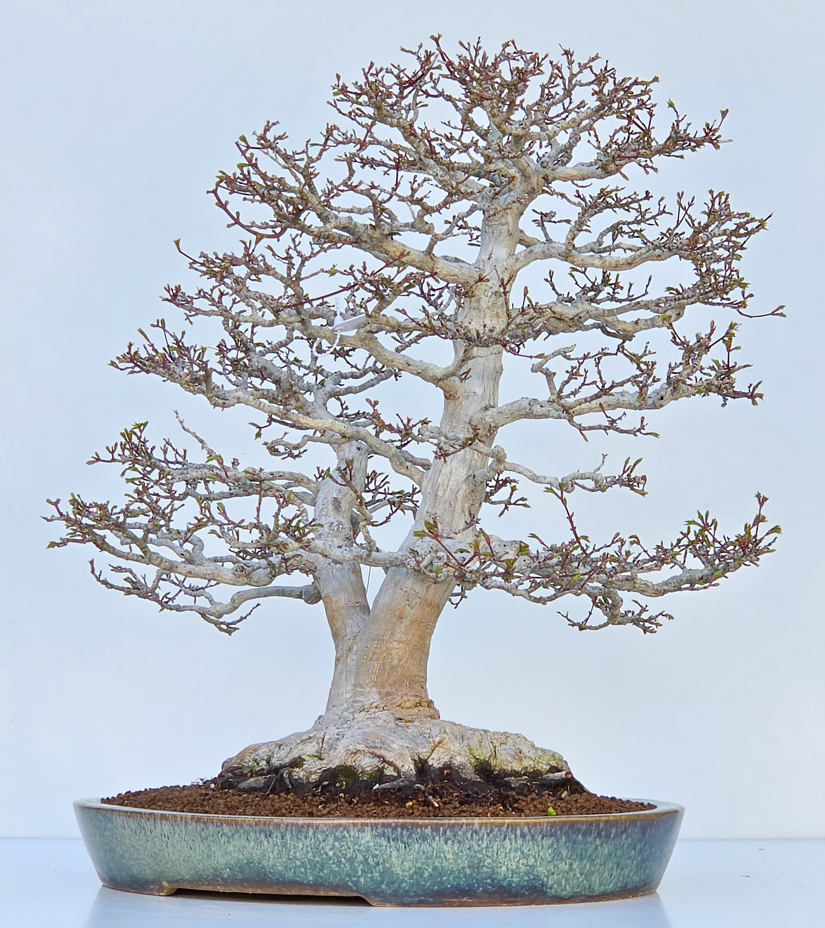 Bonsai Premium Löwenkopfahorn- Acer palmatum Shishigashira 61cm Video!!