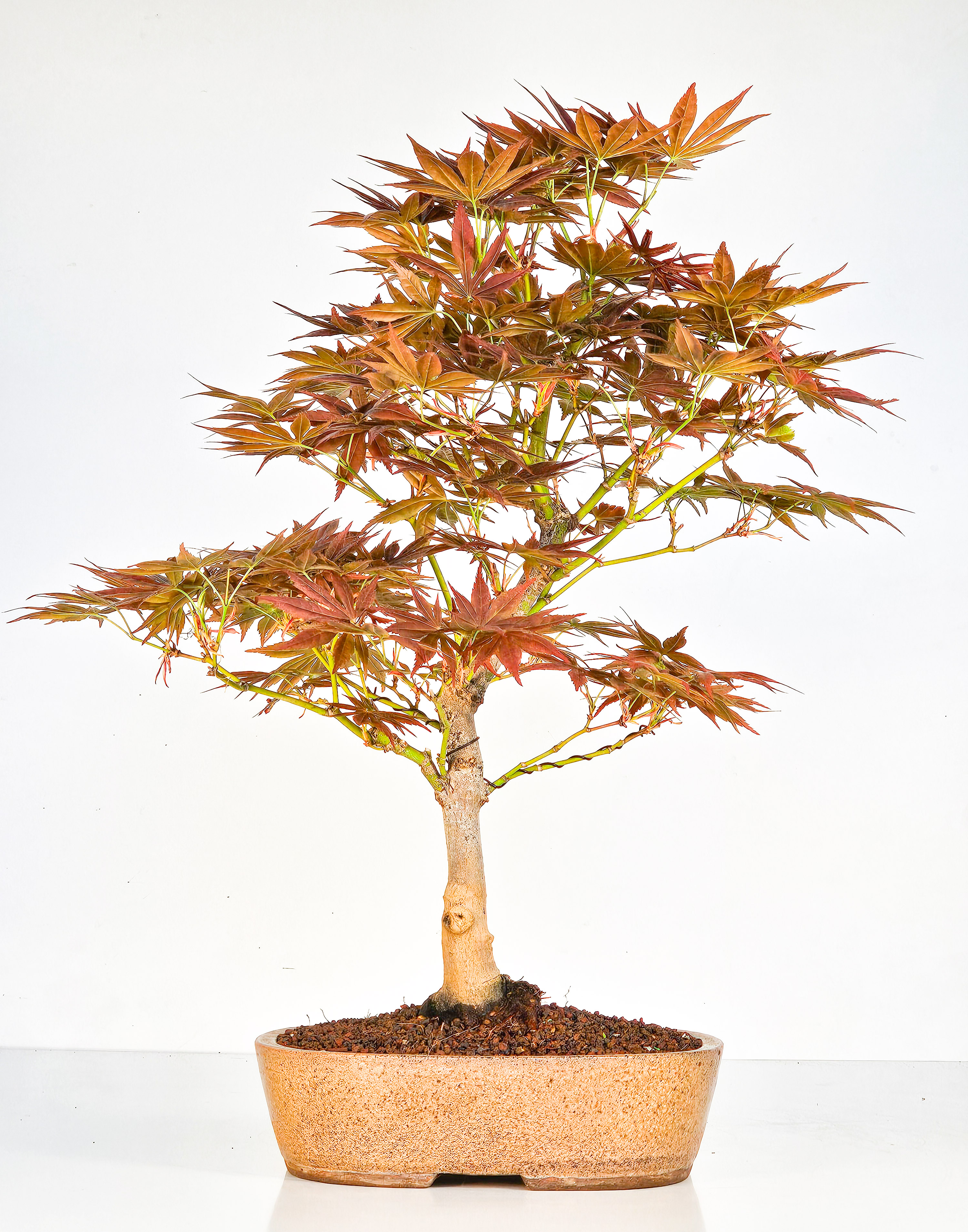 Bonsai Fächerahorn - Acer palmatum yugure 45cm  
