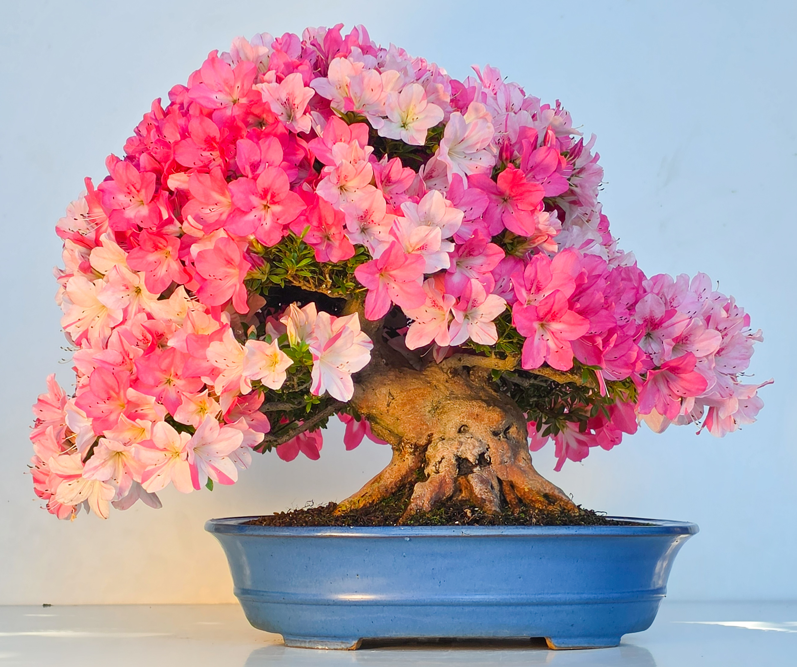 Bonsai Premium Azalee -  Rhododendron indicum Jyukou 40cm Video!!