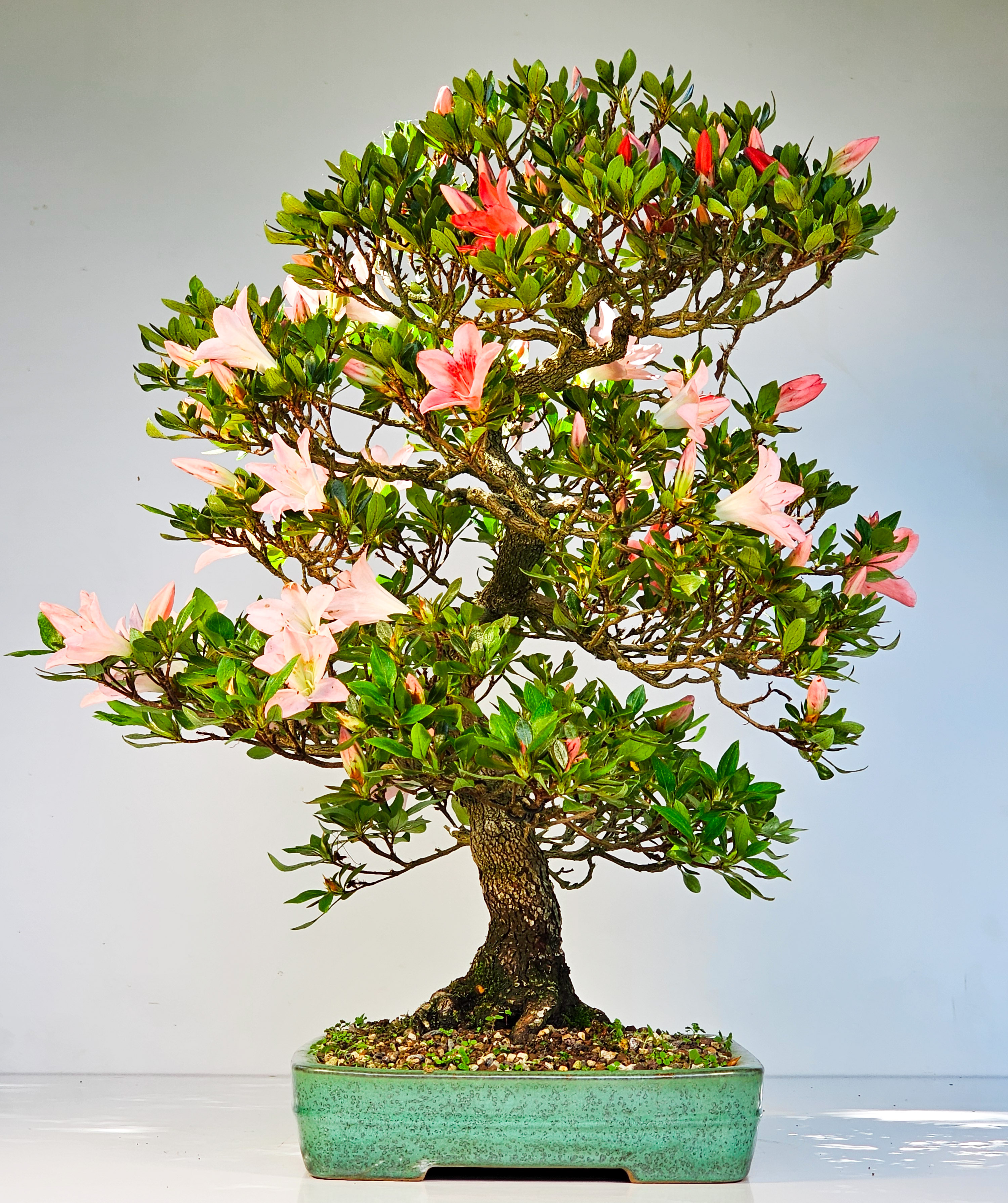 Bonsai Azalee Rhododendron indicum -Shin Koyo- 58cm Bonsai Azalee Rhododendron indicum -Shin Koyo- 58cm