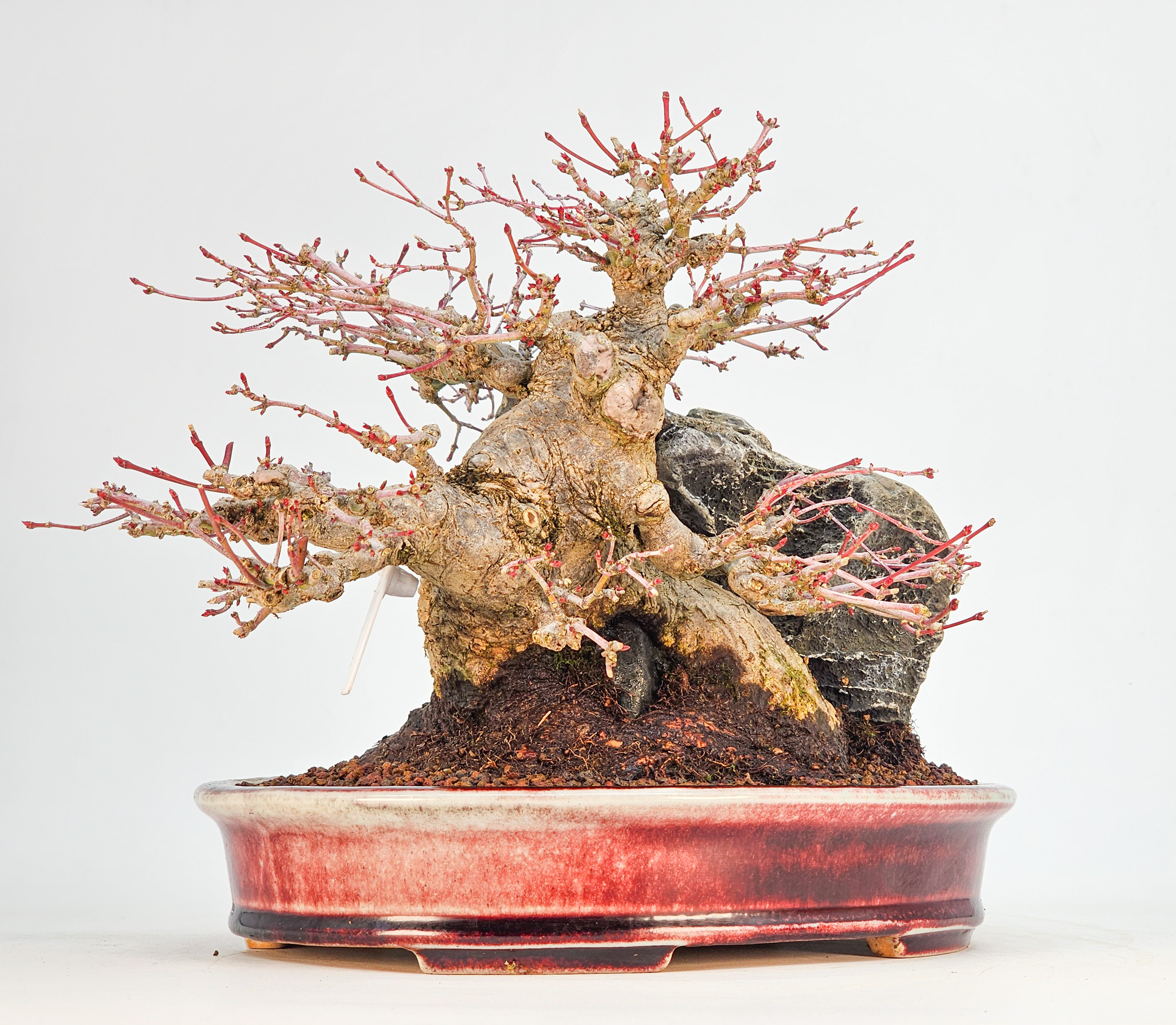 Bonsai Premium Fächerahorn - Acer palmatum Ishizuki Shohin 21cm