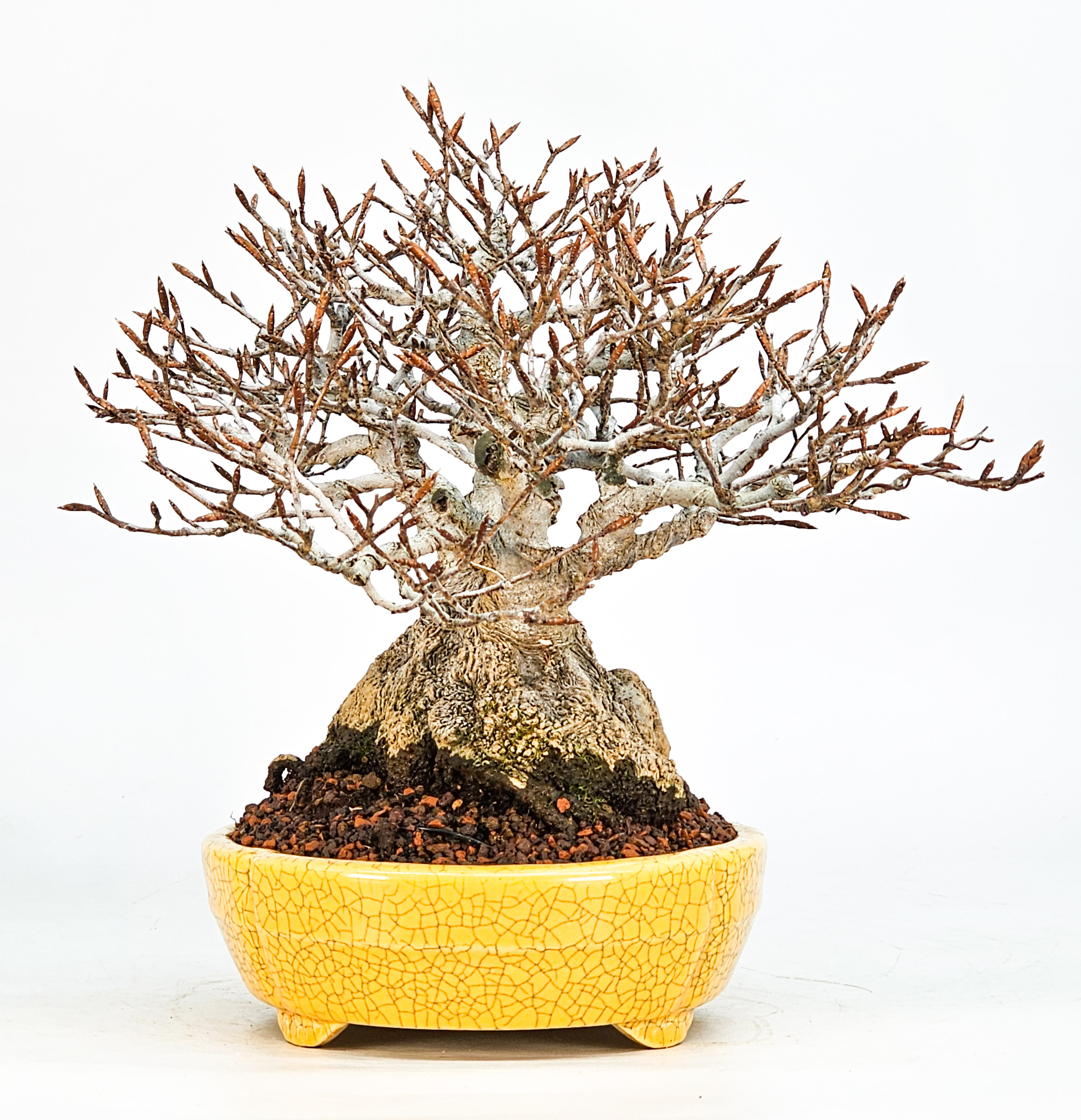 Bonsai Premium Kerbbuche Fagus Crenata 17,5 cm Video!! Bonsai Premium Kerbbuche Fagus Crenata 17,5 cm Video!!
