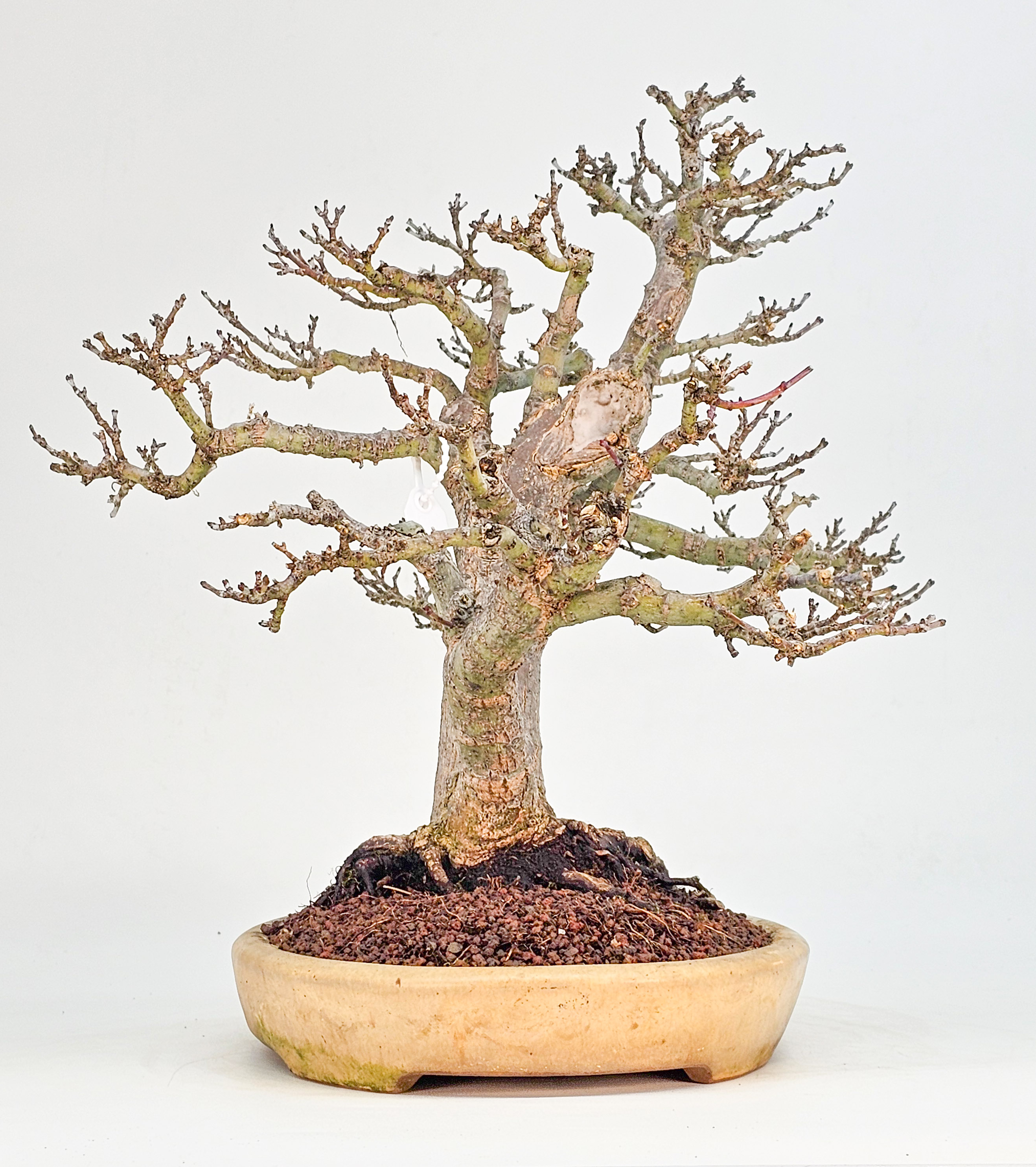 Bonsai Premium Löwenkopfahorn- Acer palmatum Shishigashira 31cm    