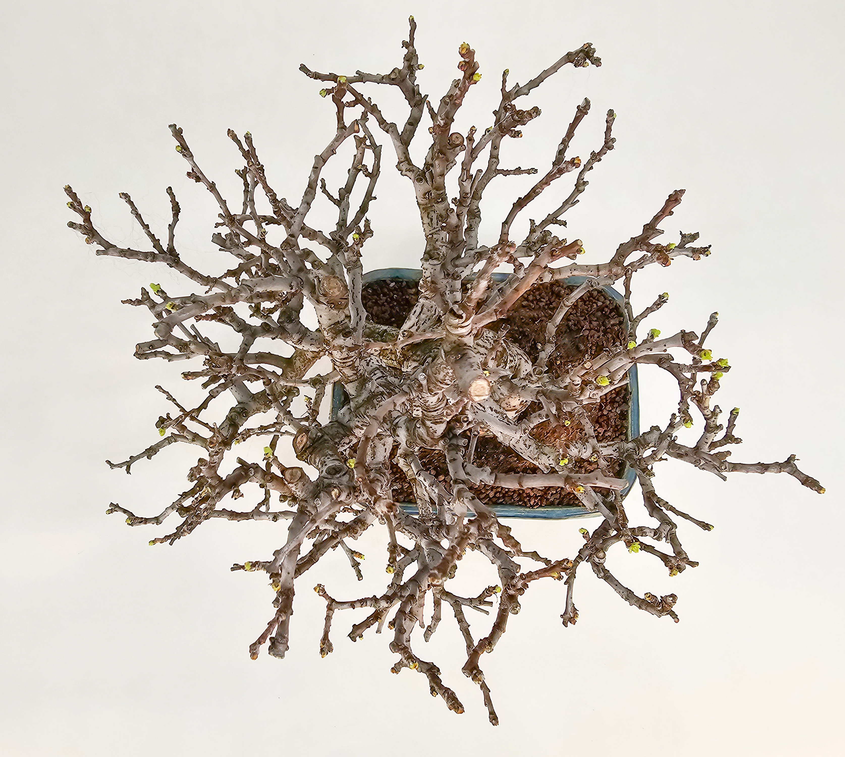 Bonsai Quitte - Pseudocydonia sinensis Shohin 21cm