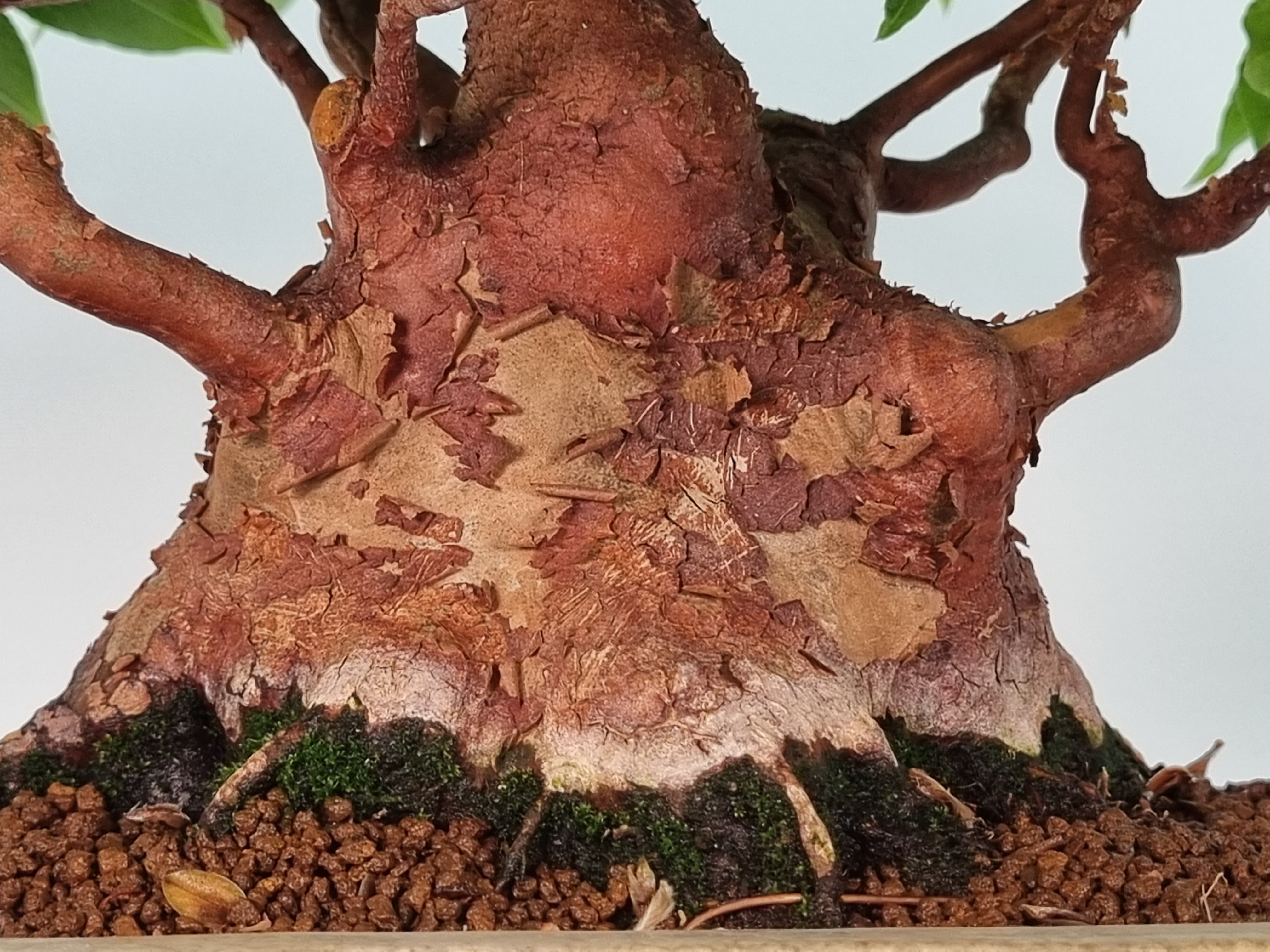 Bonsai Scheinkamelie - Stewartie 24cm Bonsai Scheinkamelie - Stewartie 24cm