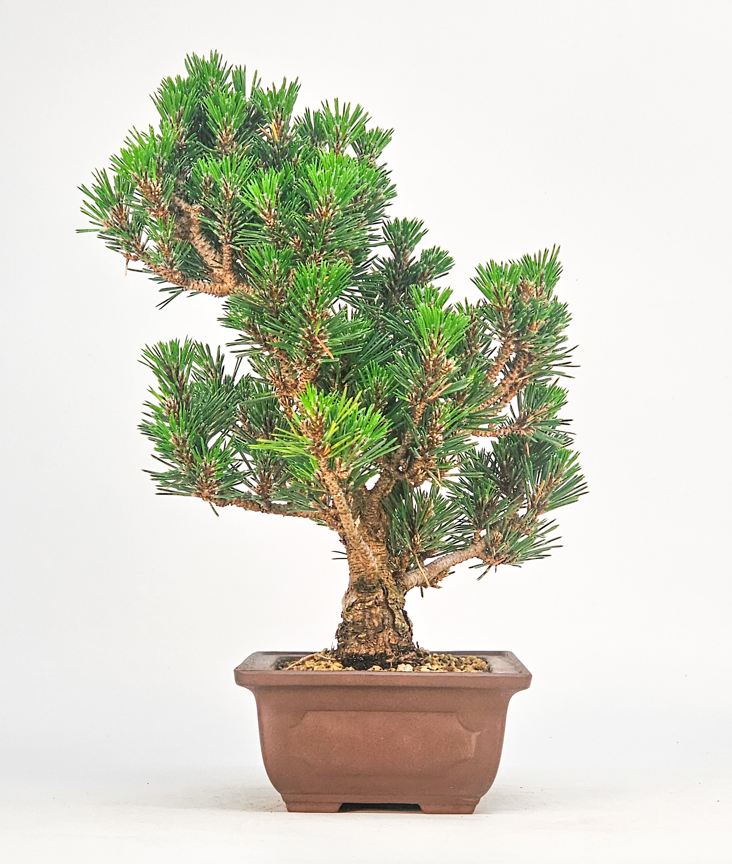 Bonsai Schwarzkiefer - Pinus thunbergii 25,5cm
