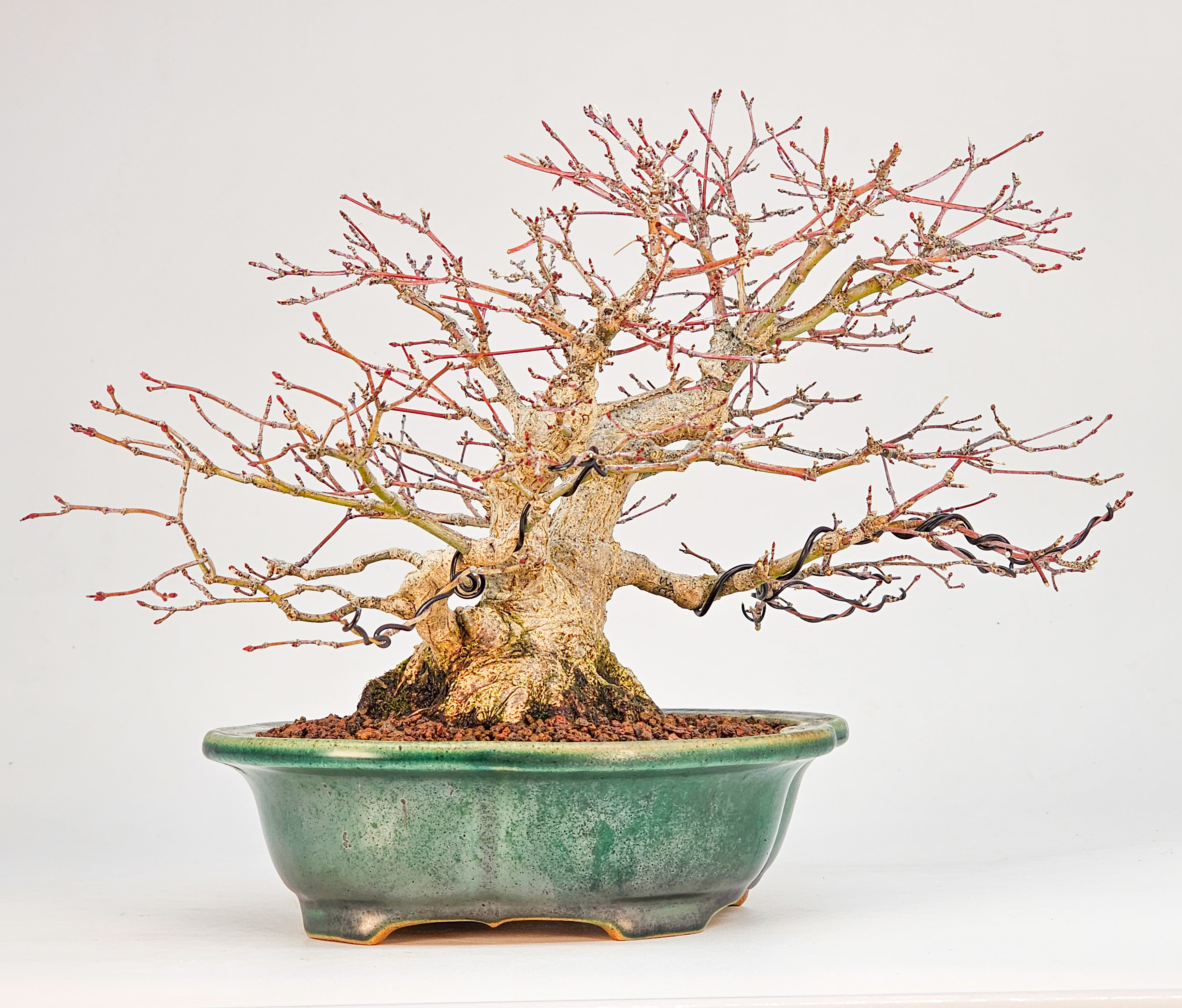 Bonsai Premium Fächerahorn - Acer palmatum Shohin 18cm 