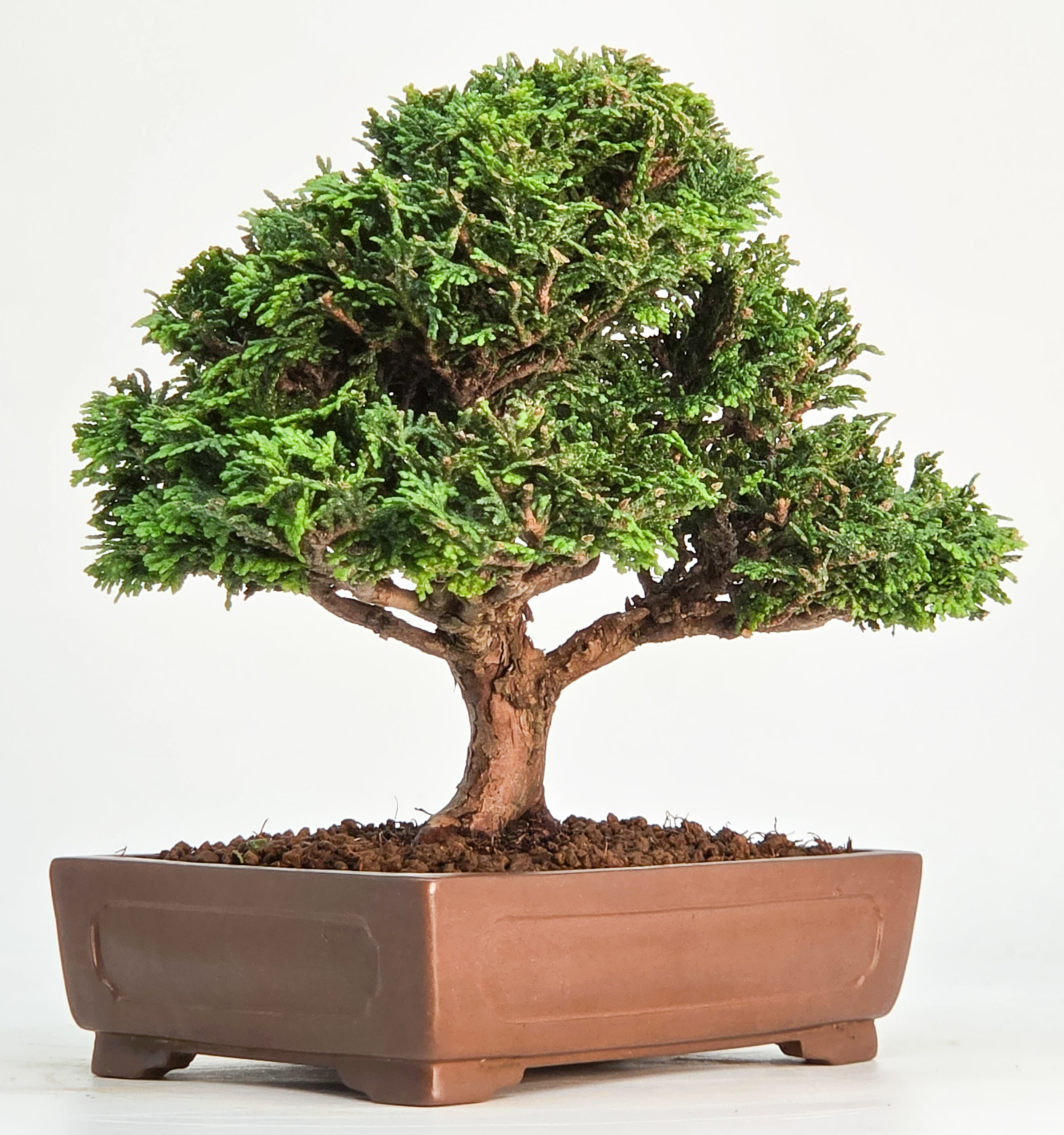 Bonsai Muschelzypresse - Chamaecyparis obtusa Shohin 17cm