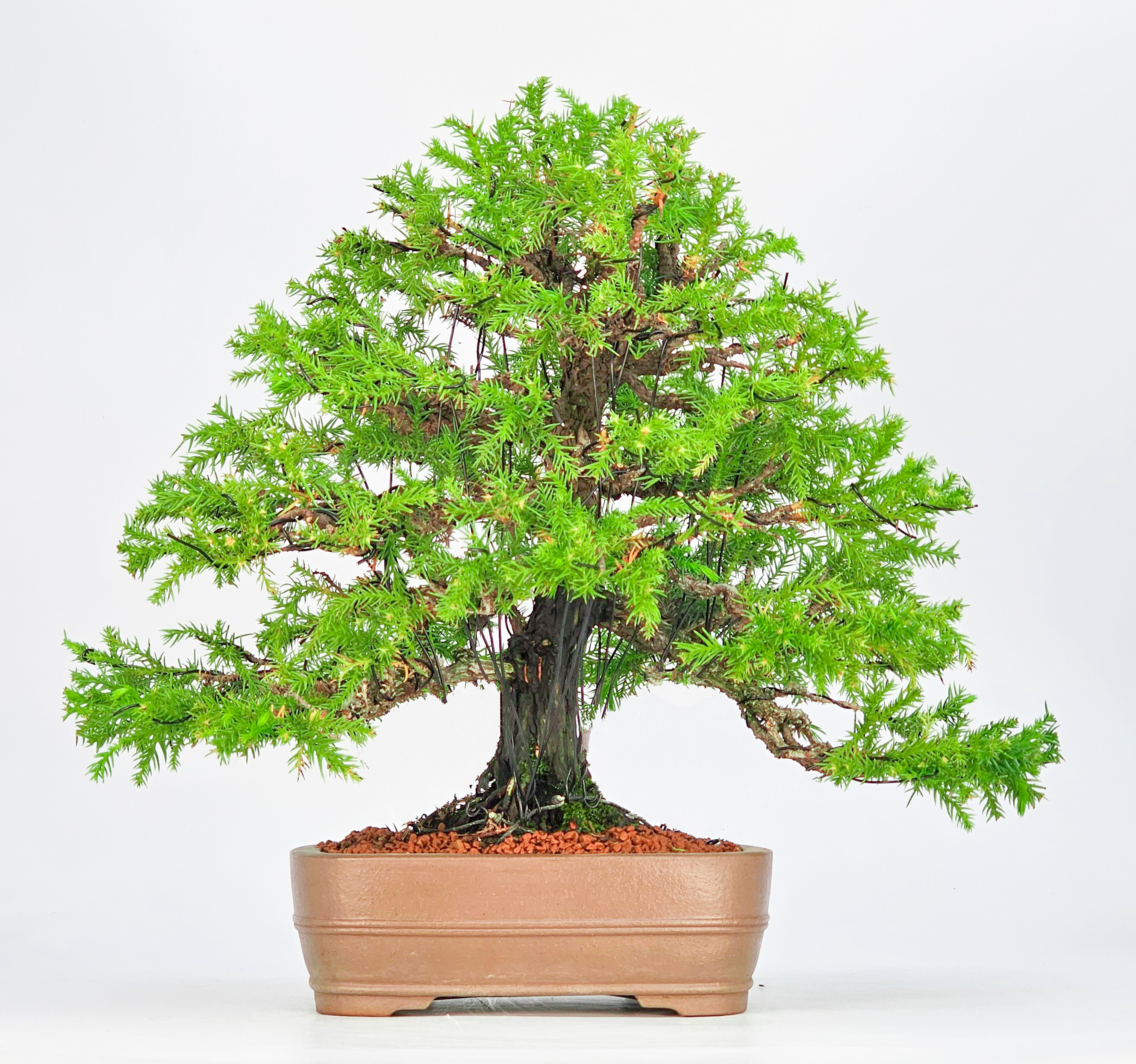 Bonsai Sicheltanne Cryptomeria Japonica 30cm
