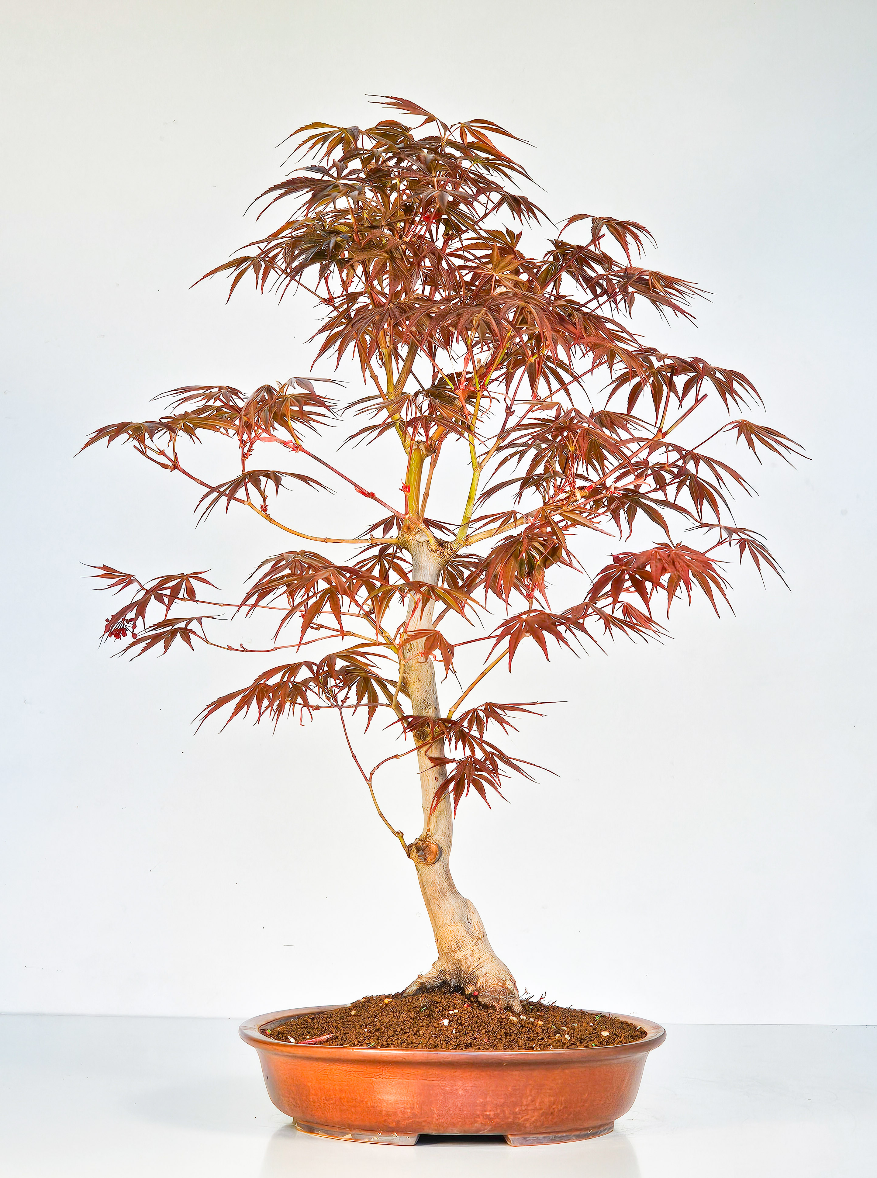 Bonsai Fächerahorn - Acer palmatum Tsuma beni 52cm  