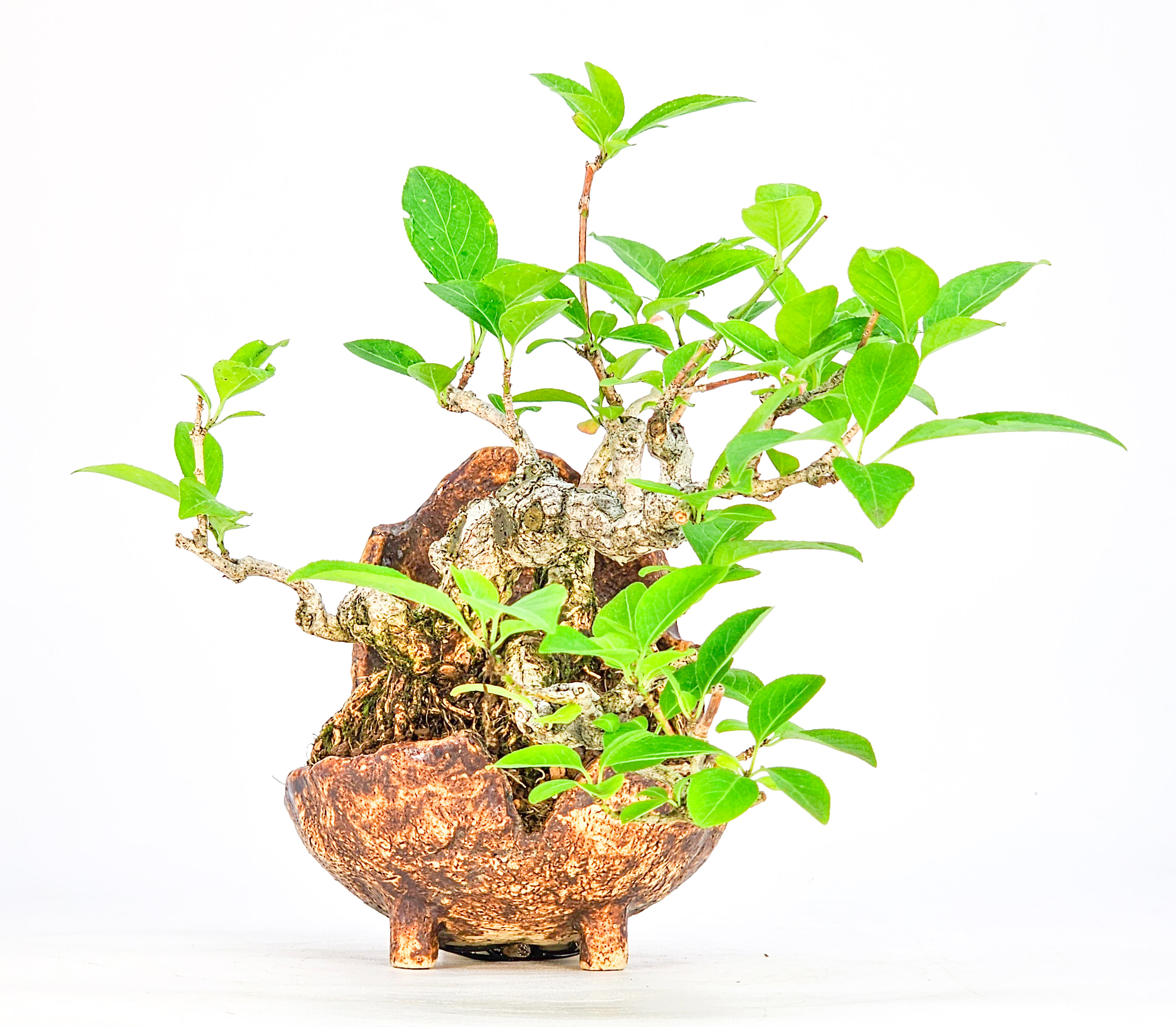 Bonsai Pfaffenhütchen - Euonymus Shohin 14cm
