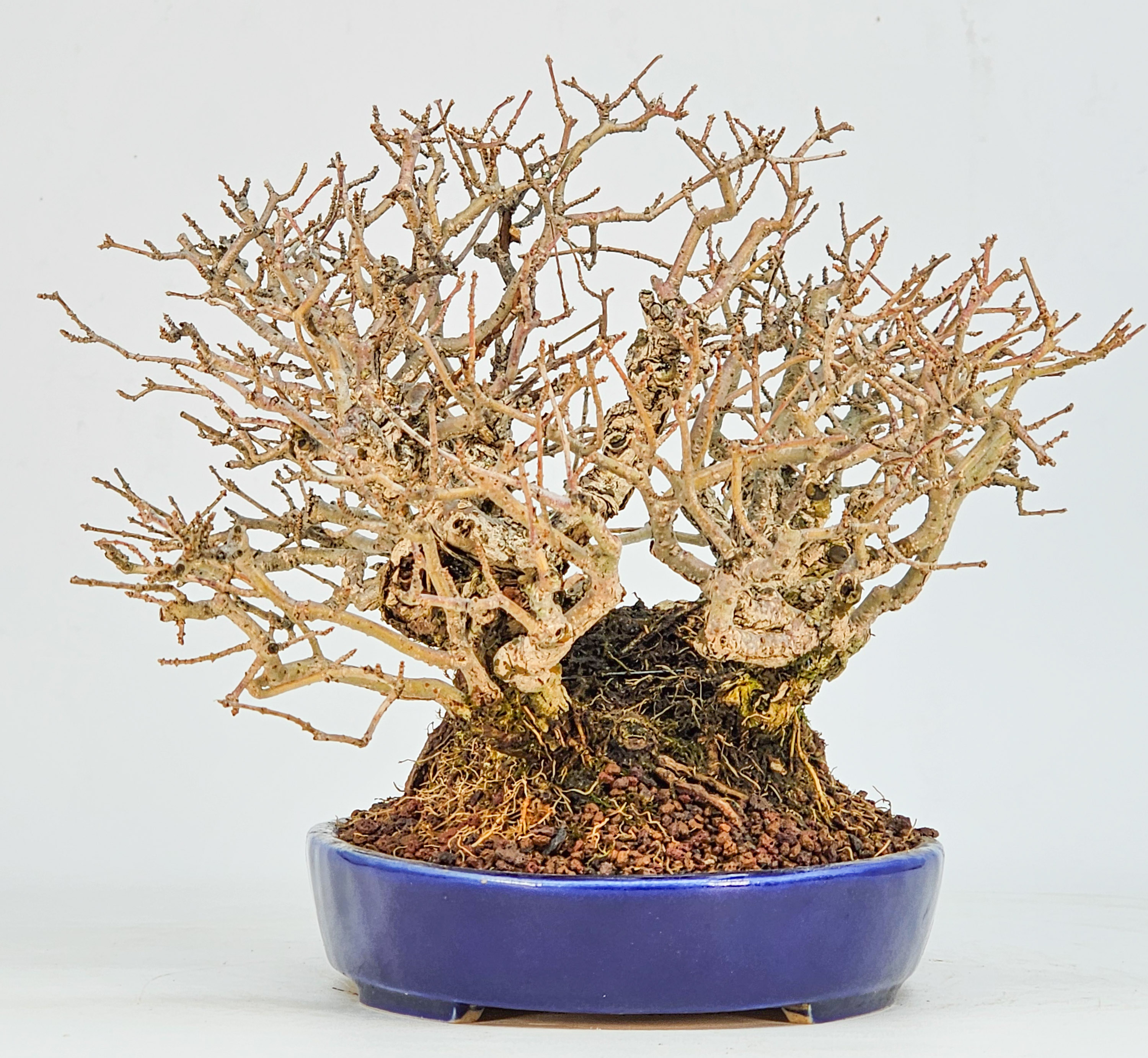 Bonsai Japanischer Liguster - Ligustrum japonicum Shohin 15cm
