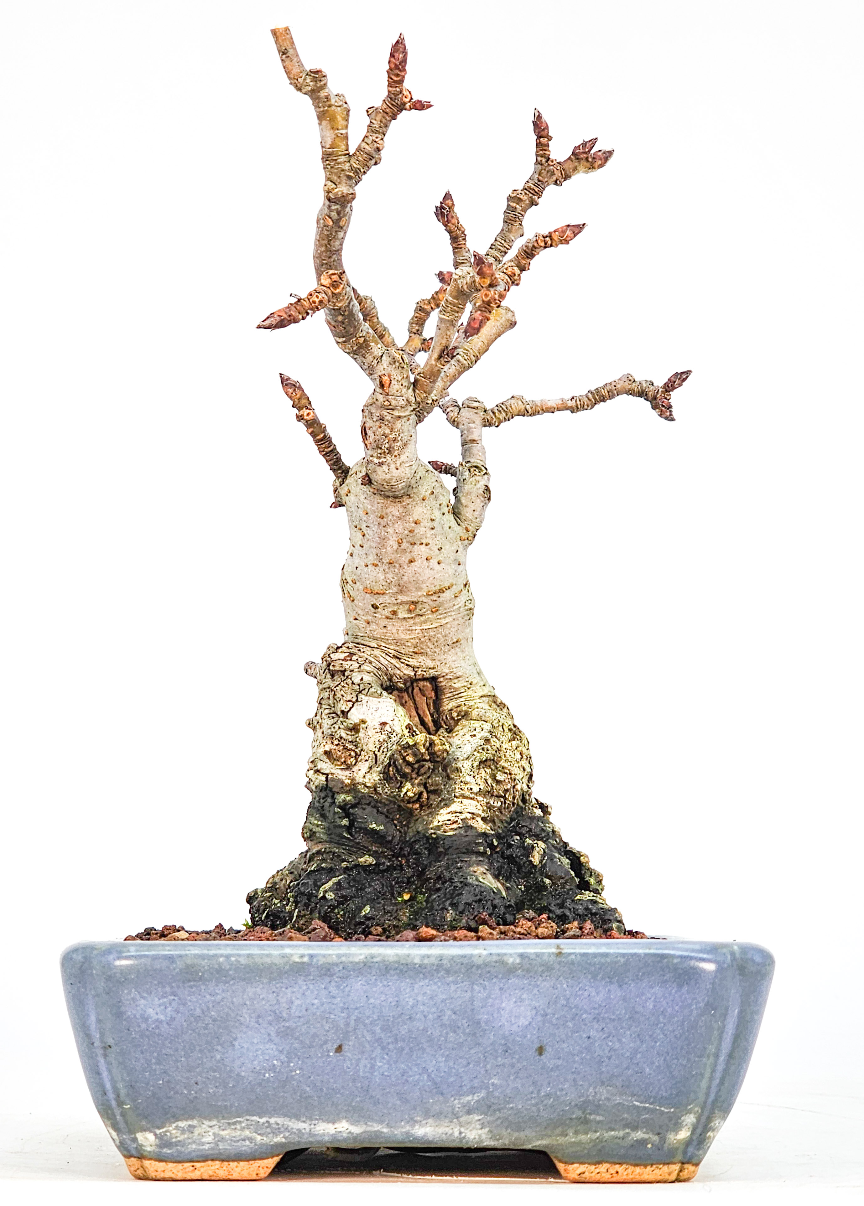 Bonsai Zierapfel  - Malus  15cm 