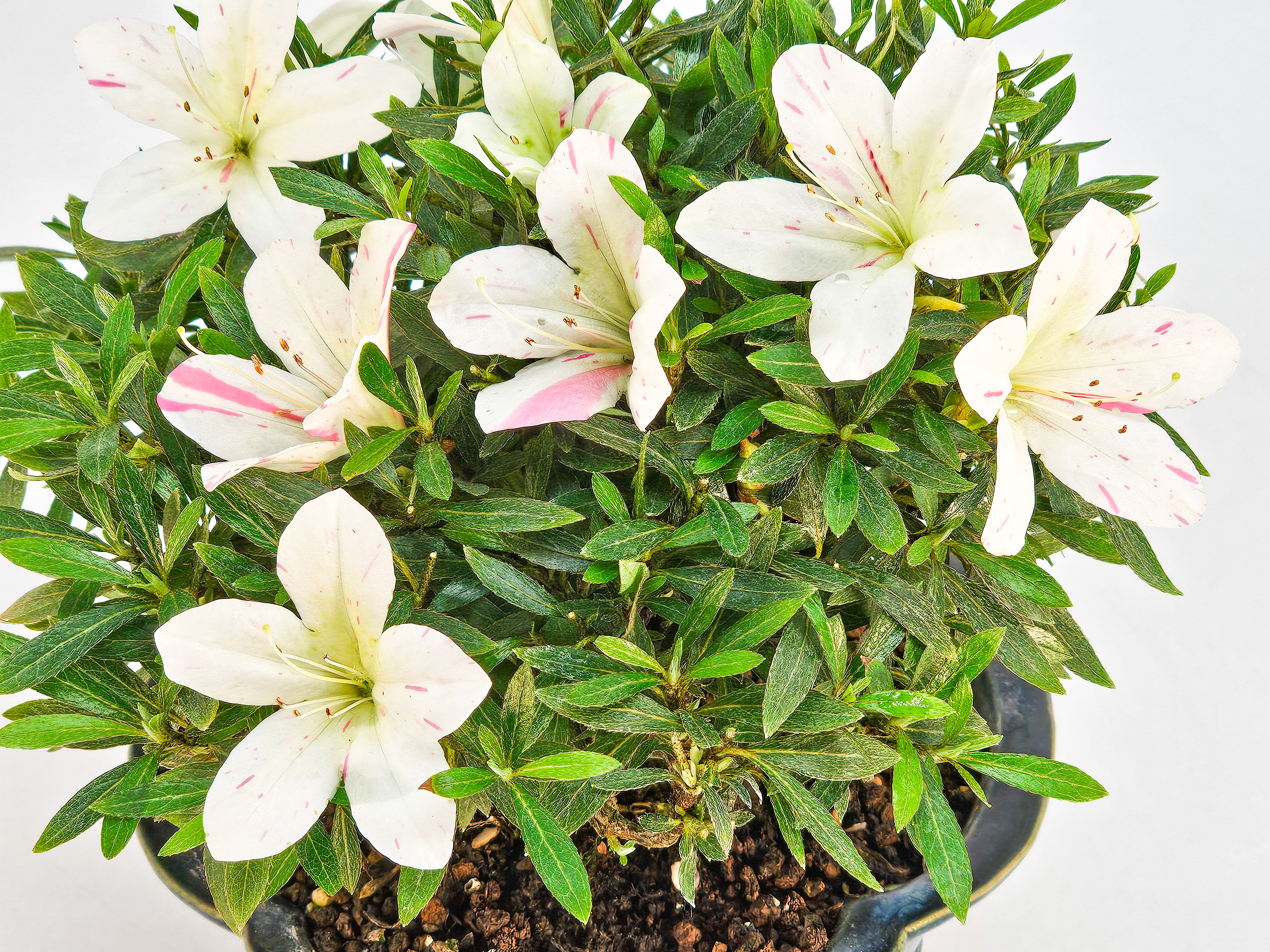Bonsai Azalee Rhododendron indicum - Hakurin - Shohin 11cm Bonsai Azalee Rhododendron indicum - Hakurin - Shohin 11cm